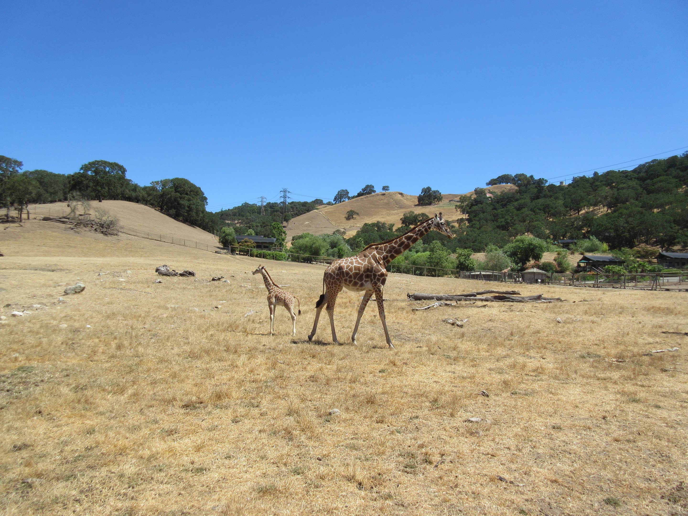 Safari Tour - 8 Week-Old Giraffe and 18-Month Old Giraffe