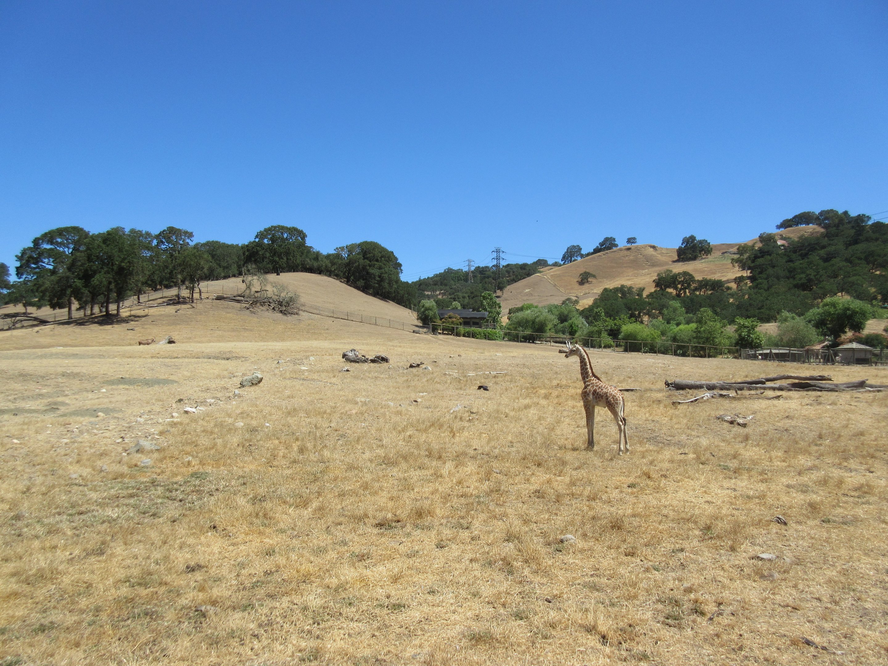 Safari Tour - 8 Week-Old Giraffe (first day on exhibit in the big yard)