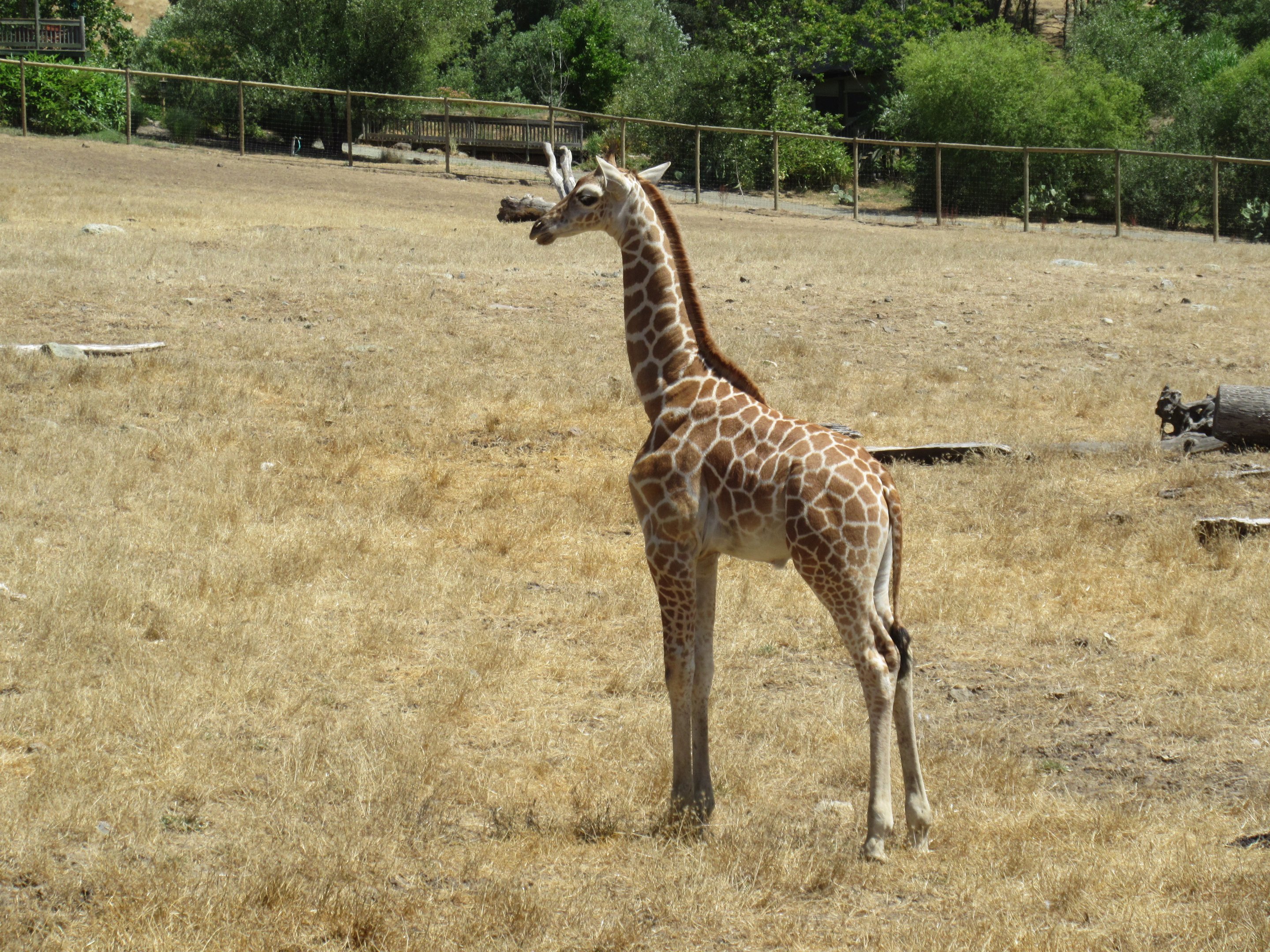 Safari Tour - 8 Week-Old Giraffe (first day on exhibit in the big yard)