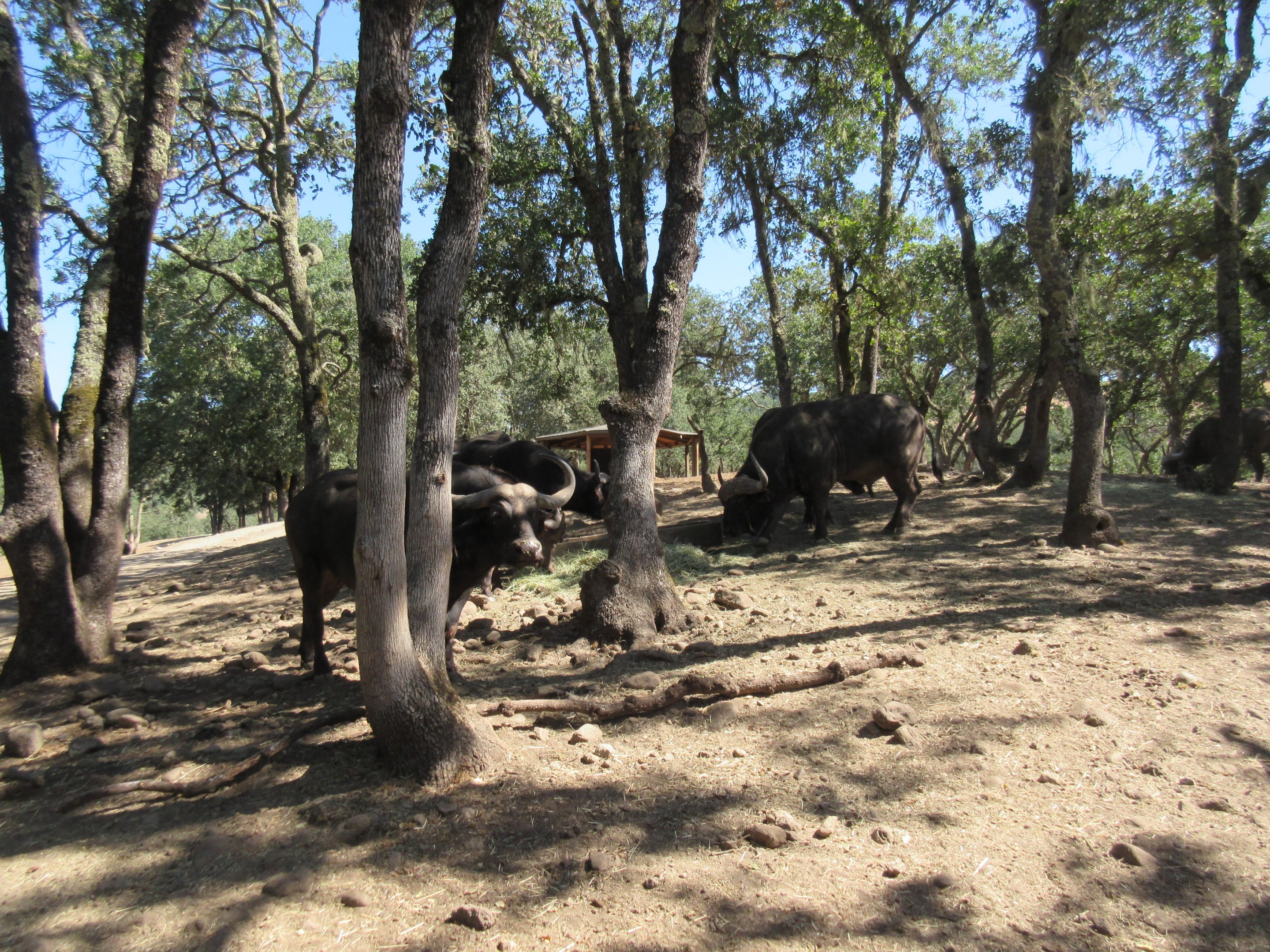 Safari Tour - Cape Buffalo (there is a herd of 40!)