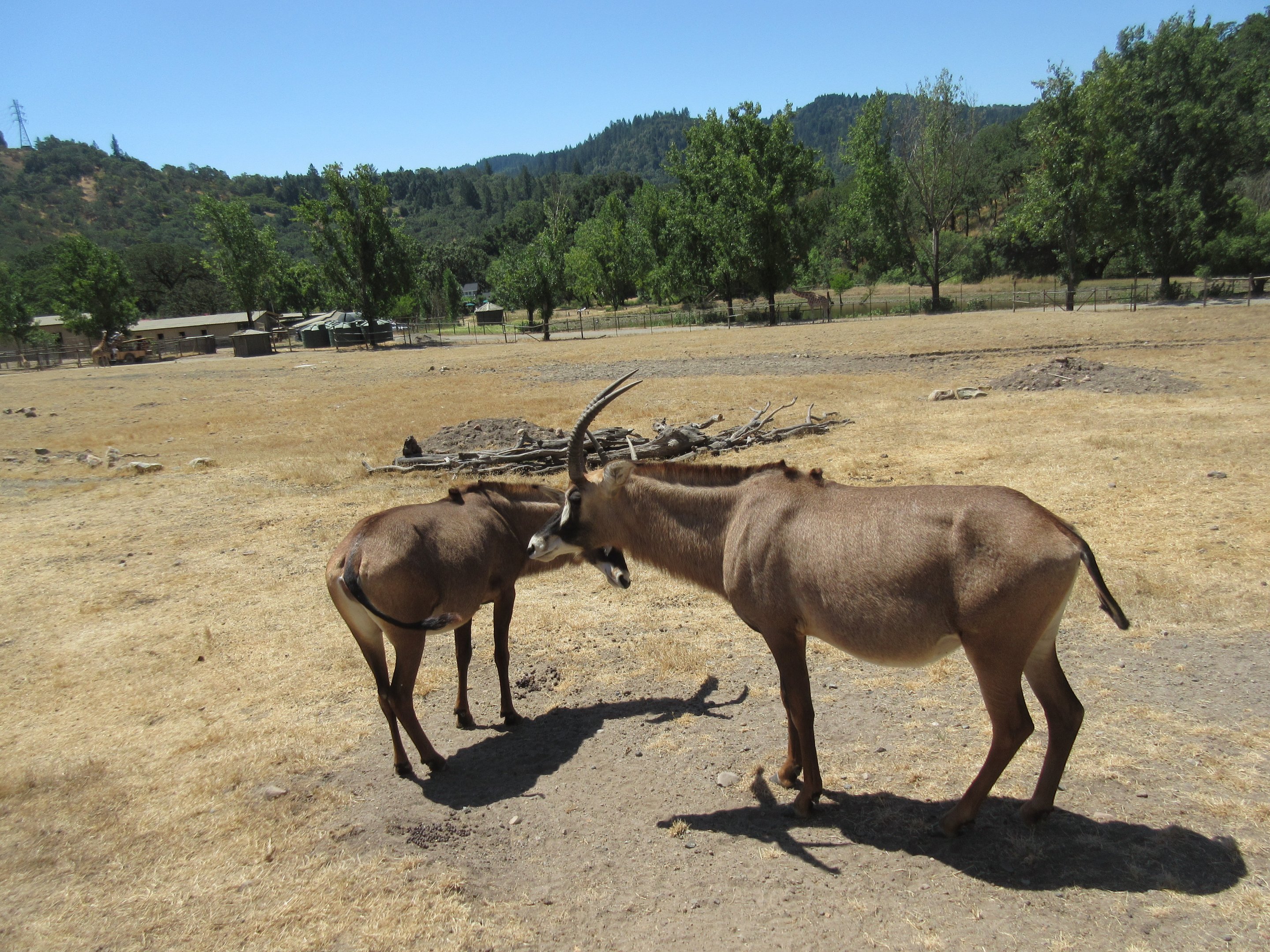 Safari Tour - Roan Antelope