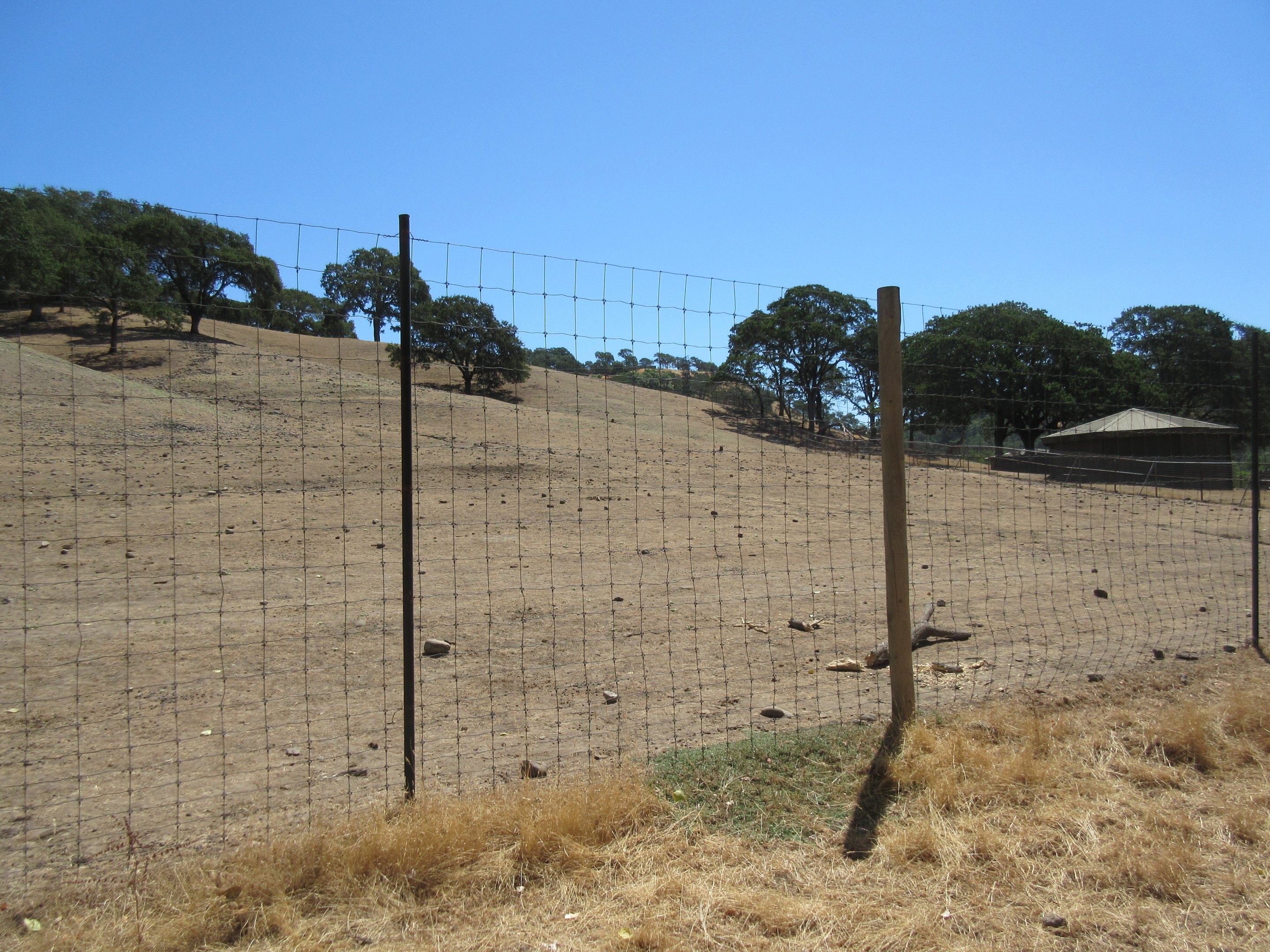 Safari Tour - Scimitar-Horned Oryx/Ostrich Exhibit