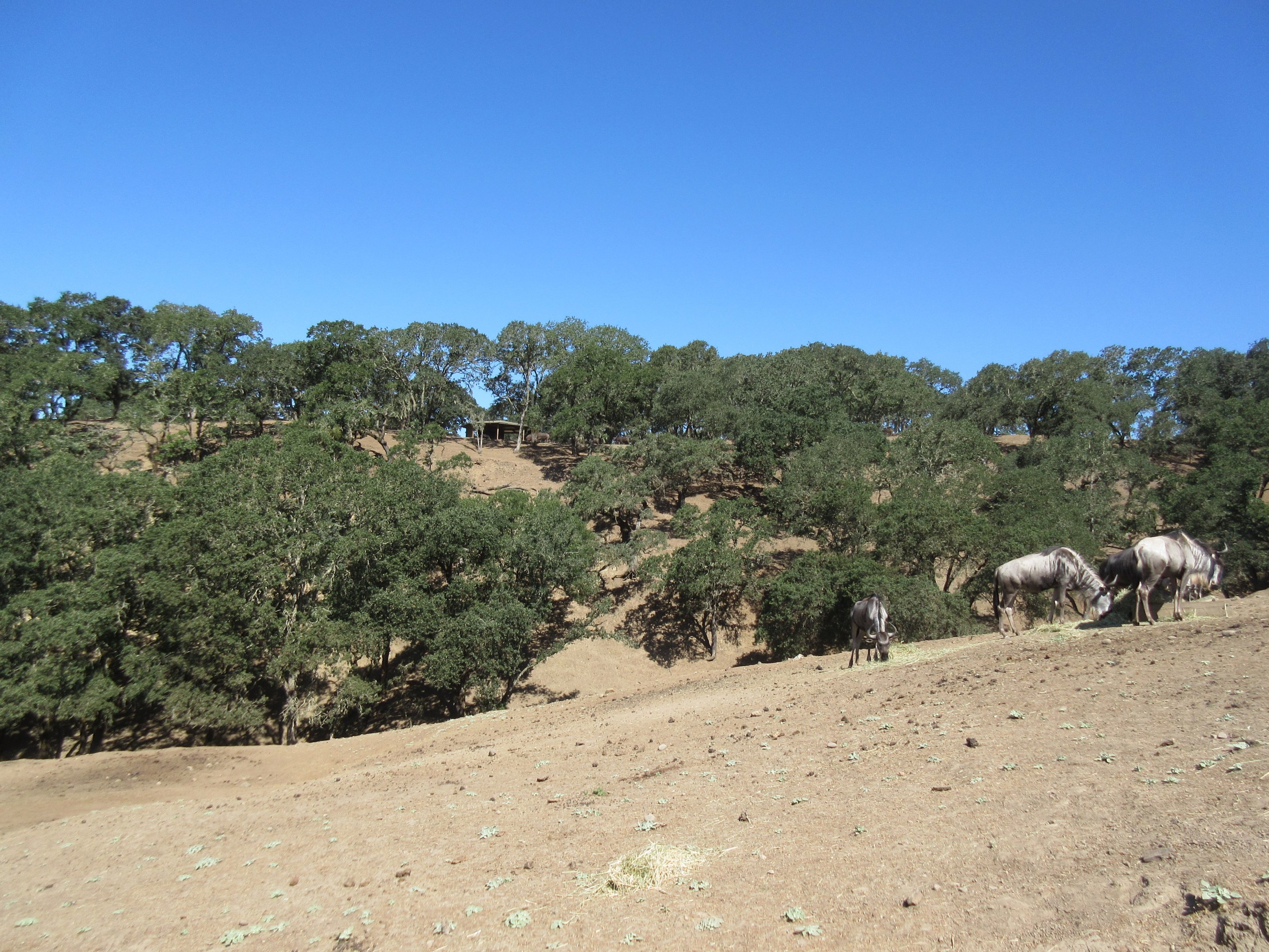 Safari Tour - Wildebeest (on an incredibly steep hill)