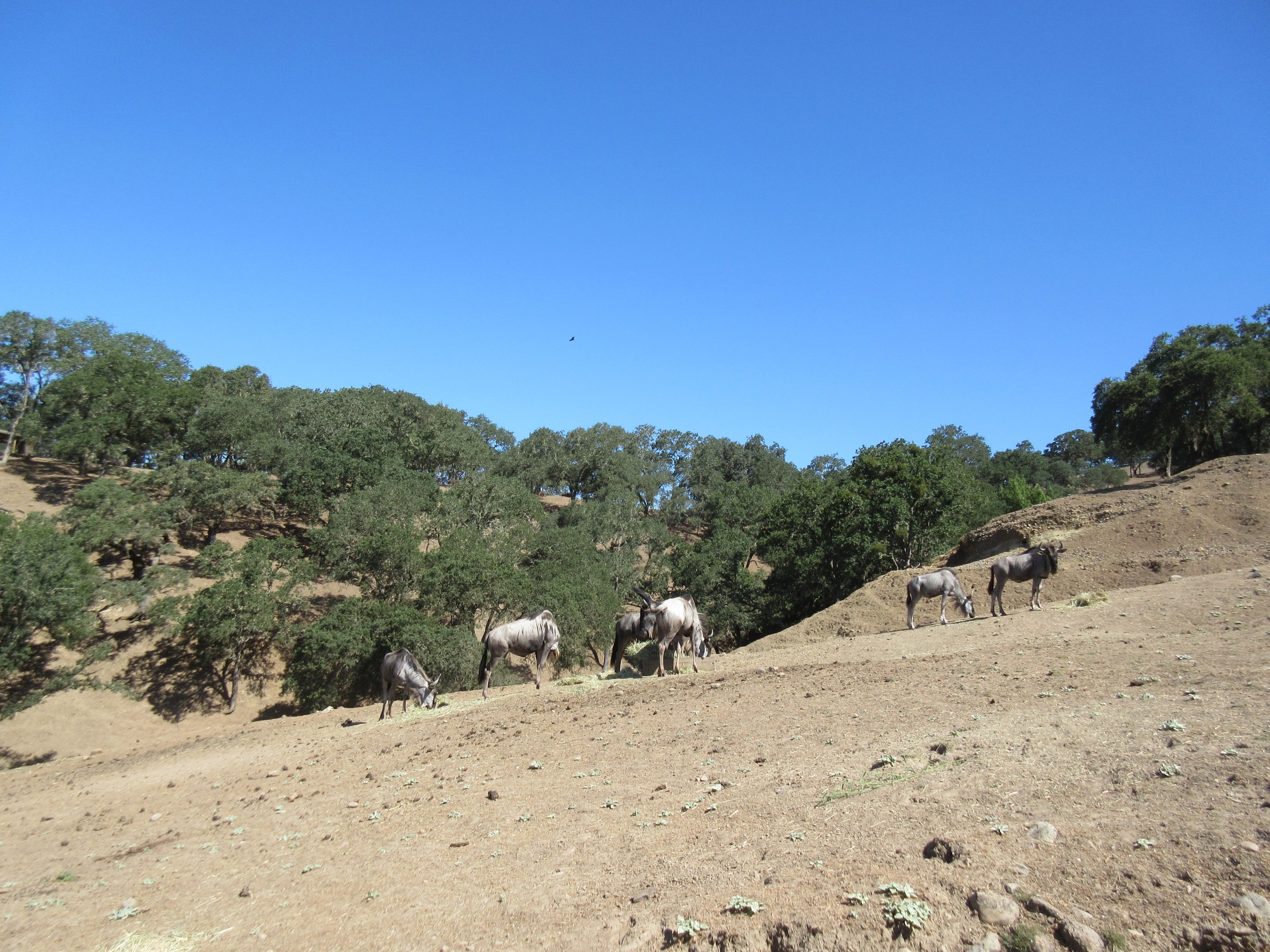 Safari Tour - Wildebeest