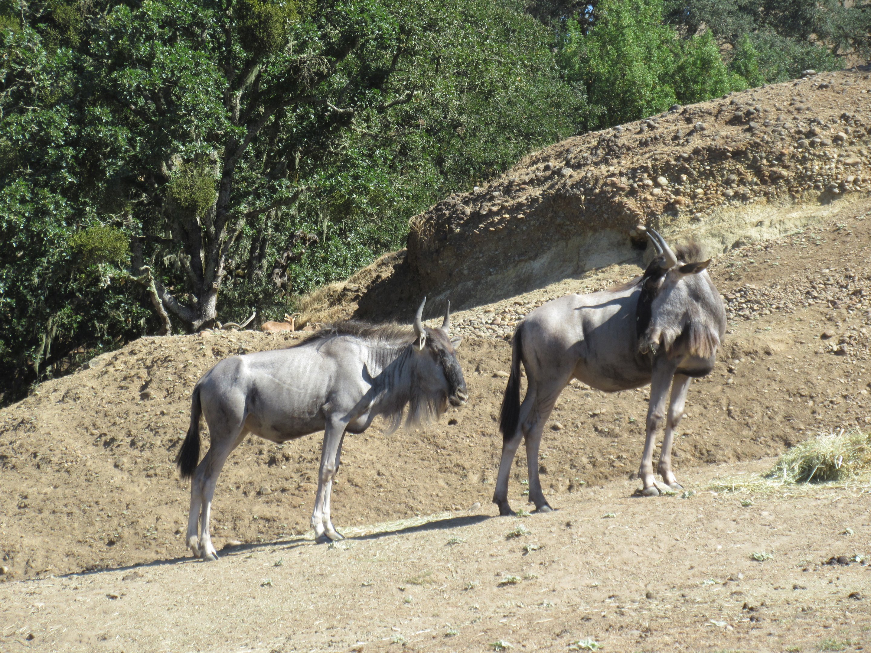 Safari Tour - Wildebeest