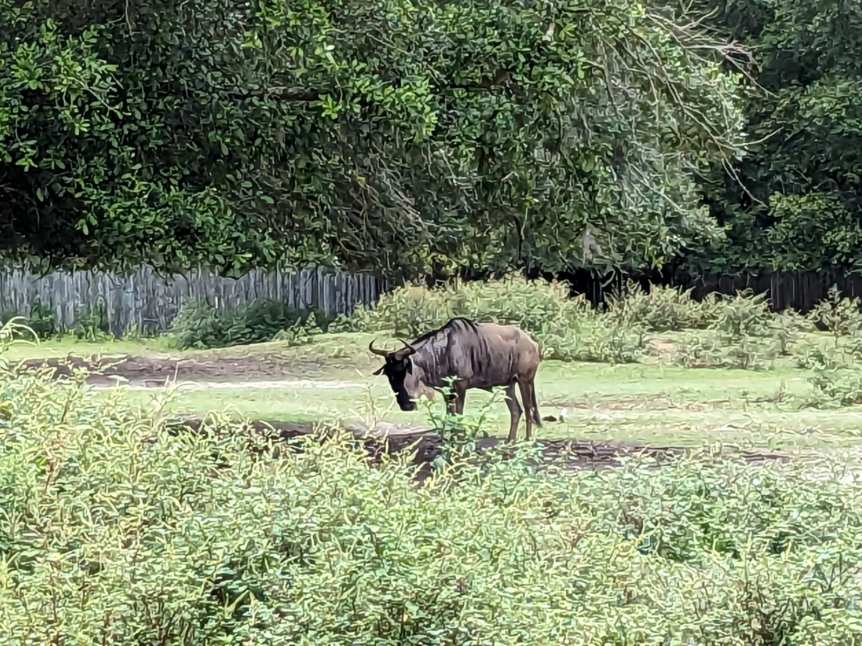 Safari Train - African Yard (genu)