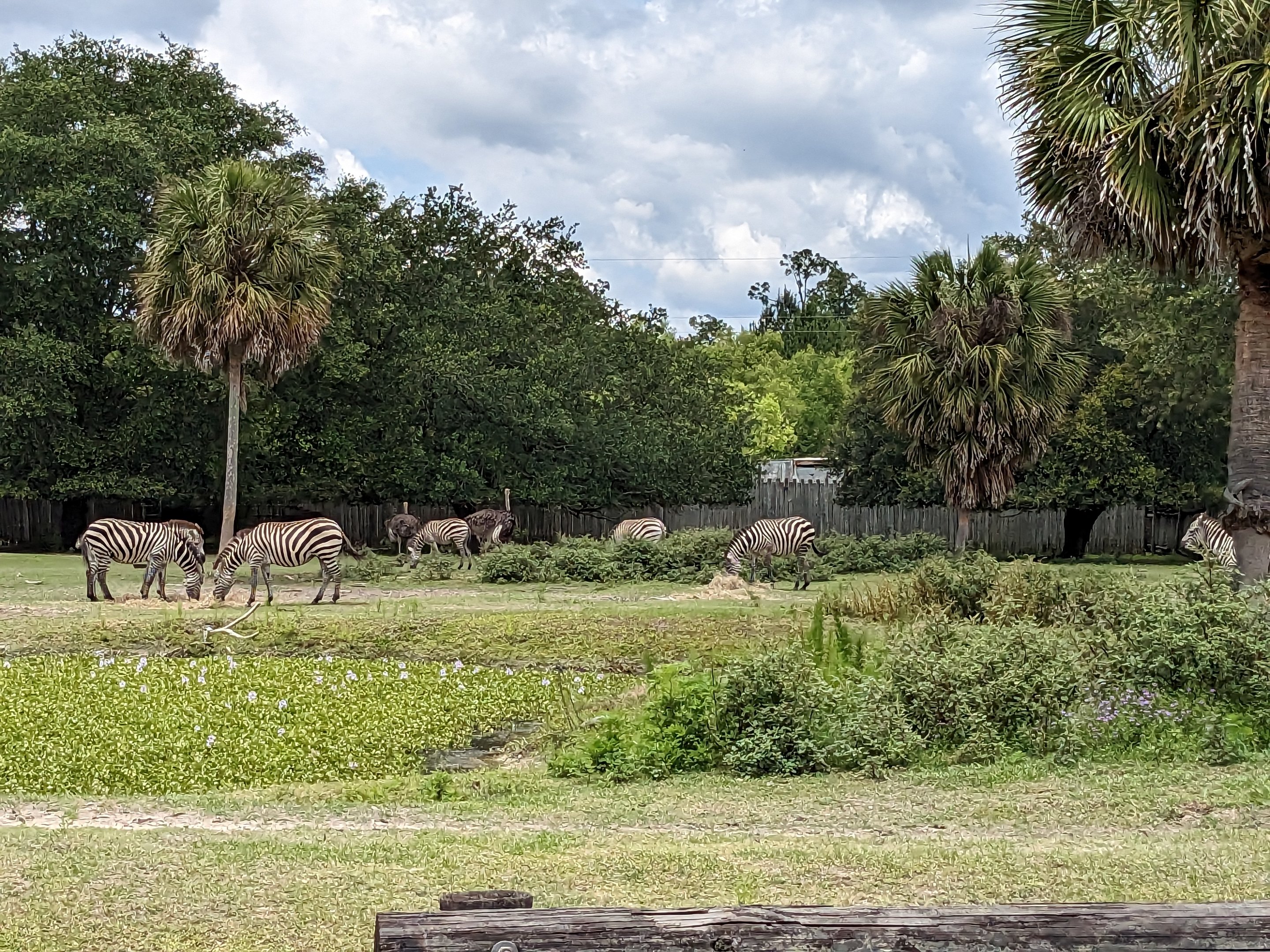 Safari Train - African yard (zebra and ostrich)