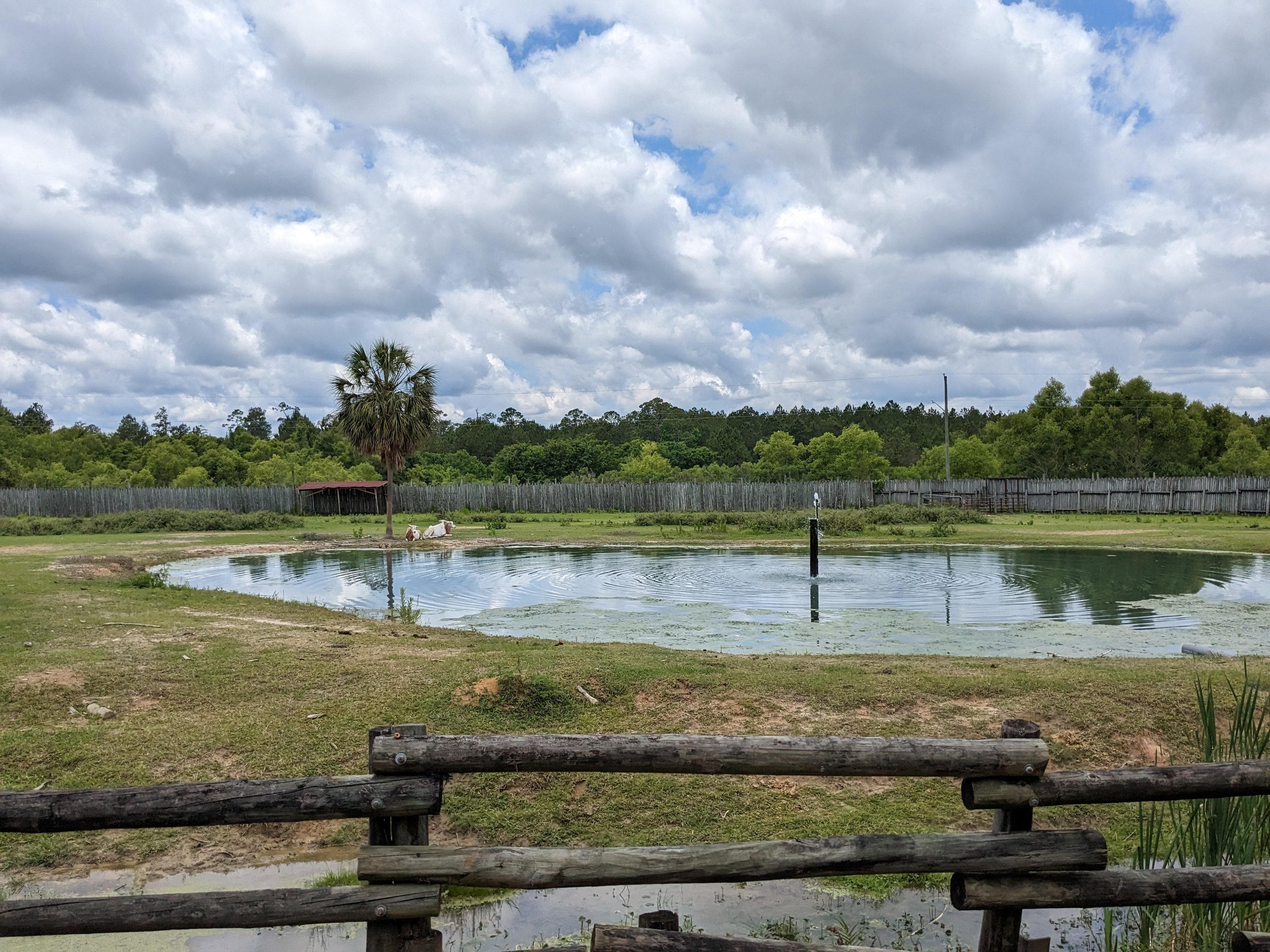 Safari Train - African yard
