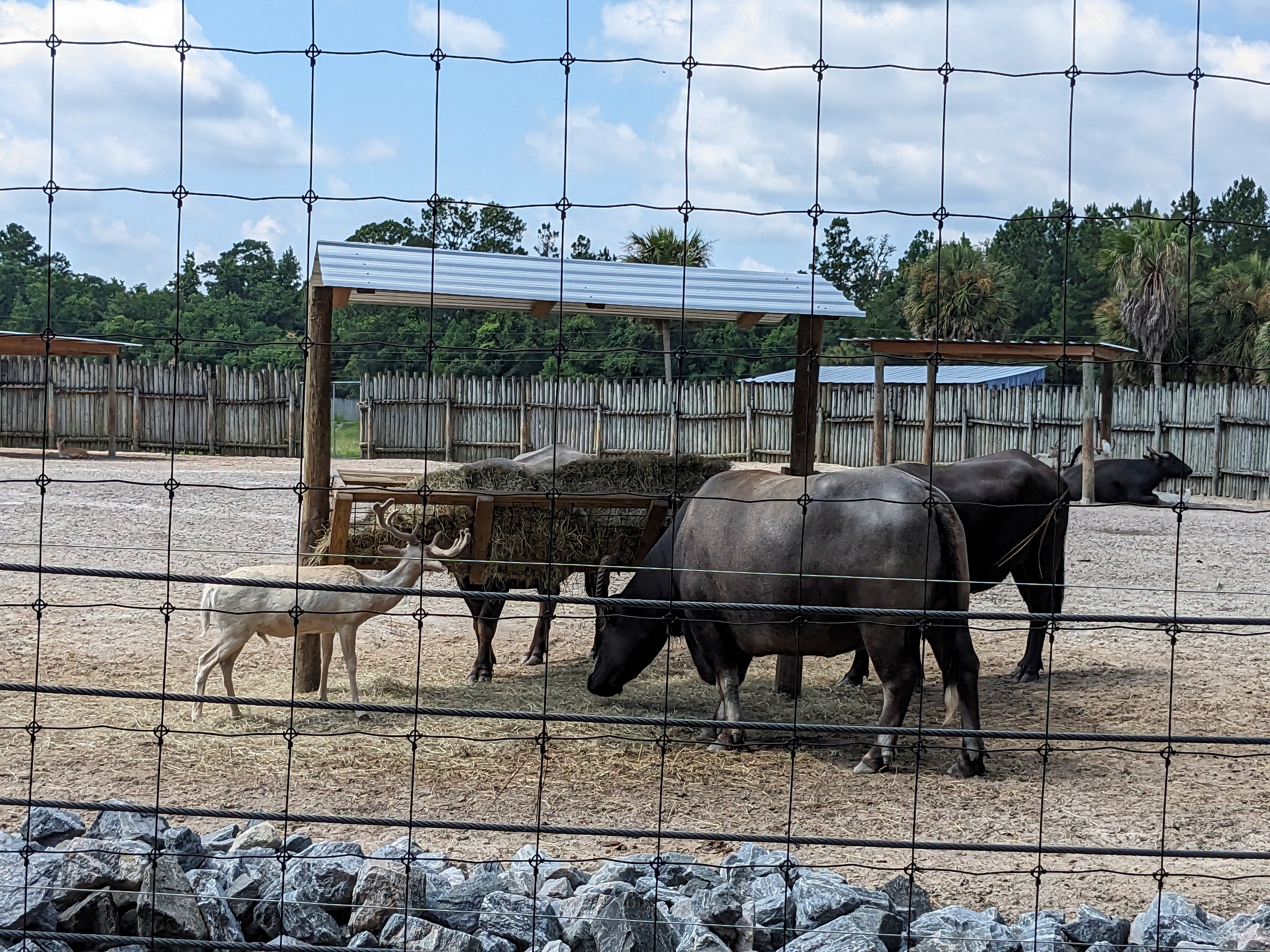 Safari Train - Asian paddock