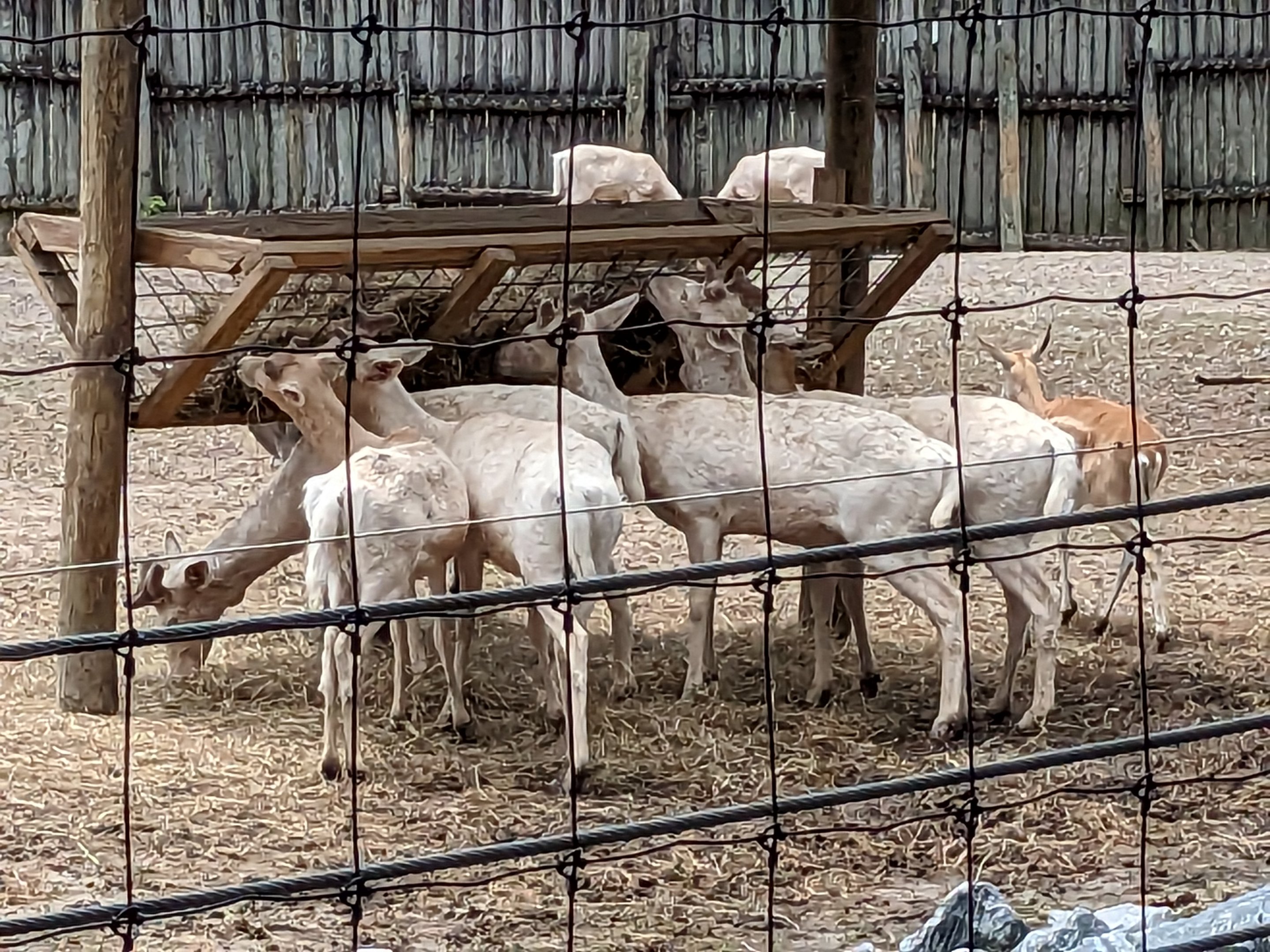 Safari Train - Asian yard (fallow deer)