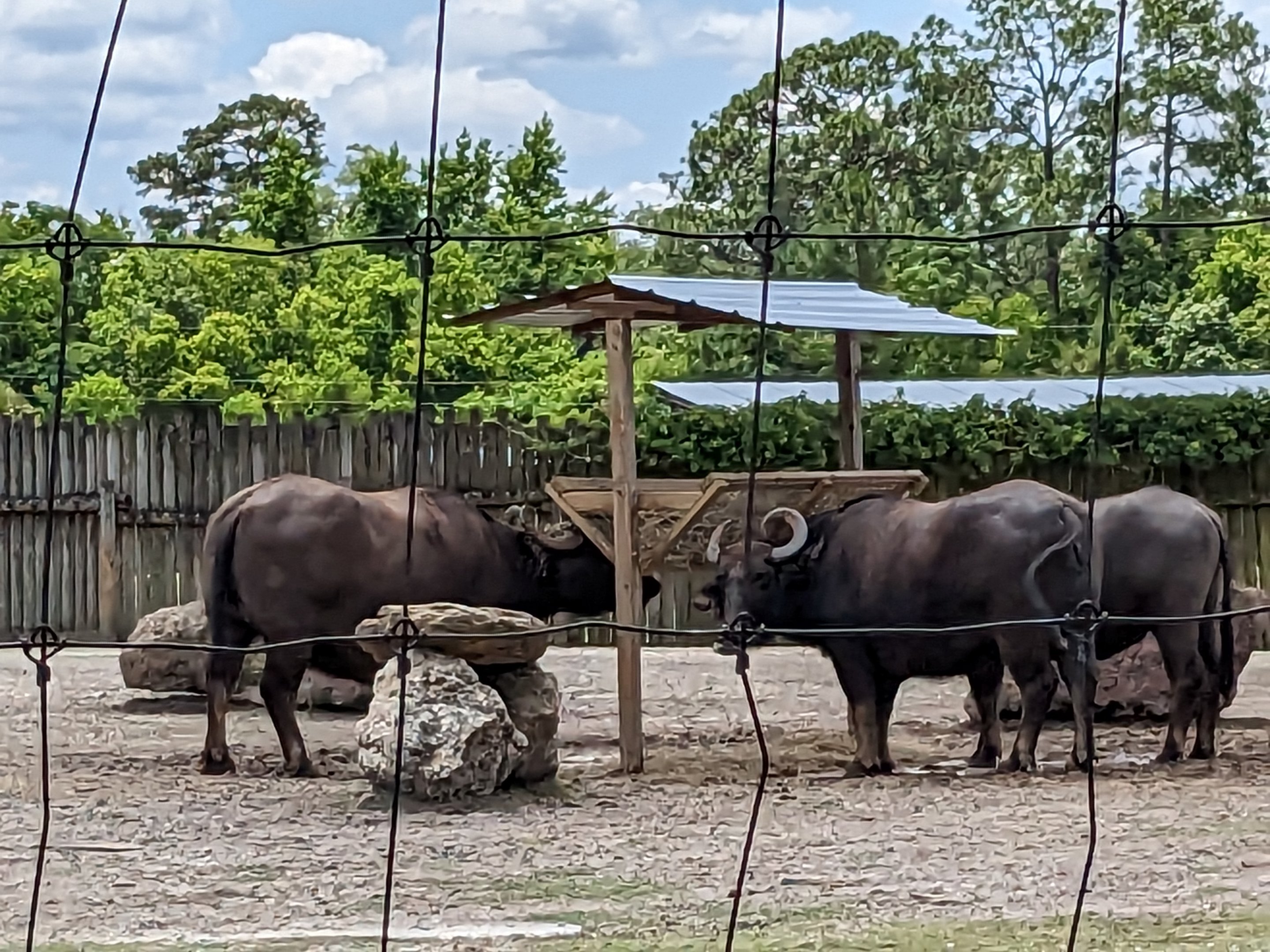 Safari Train - Asian yard (water buffalo)