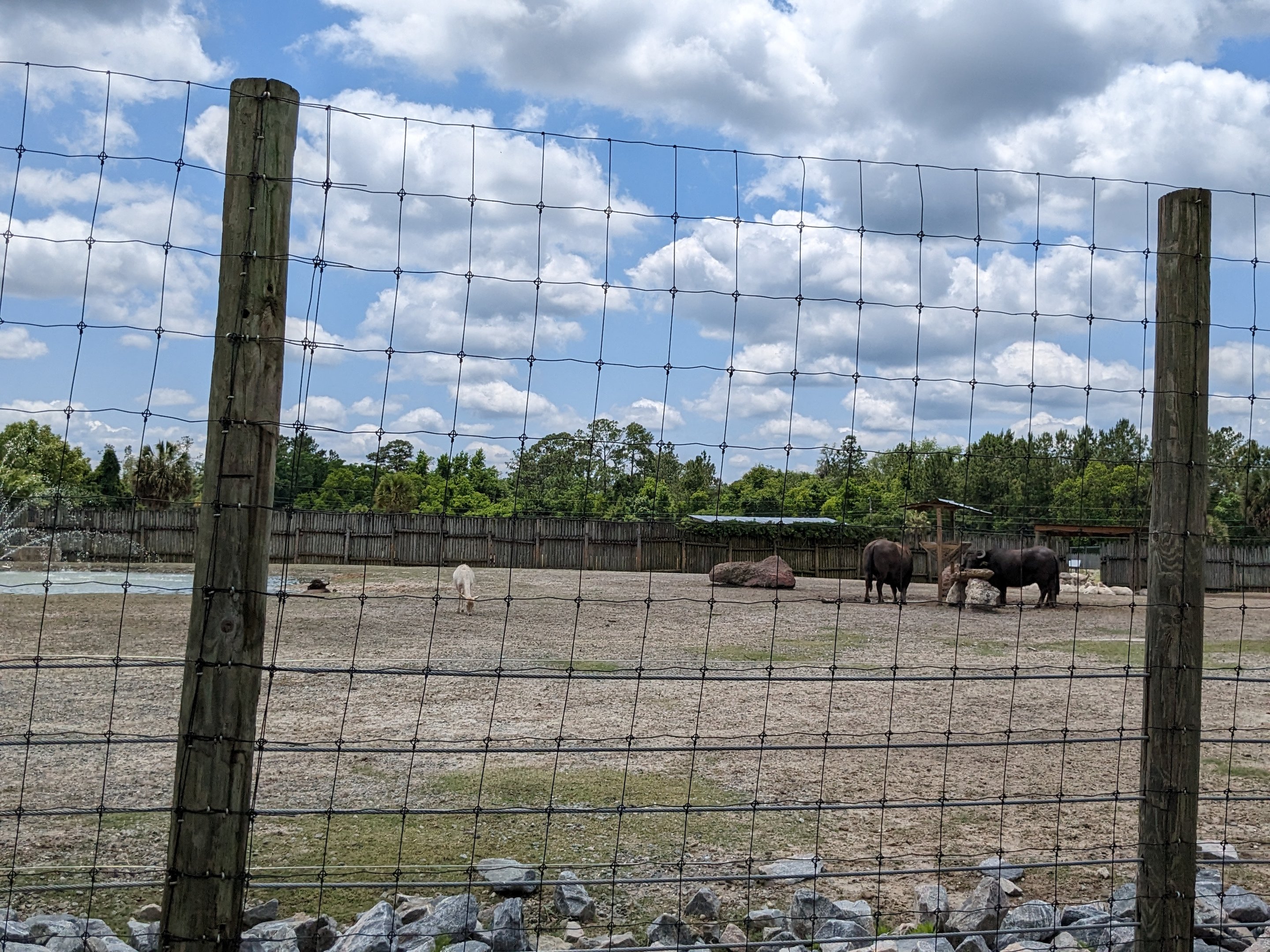 Safari Train - Asian yard