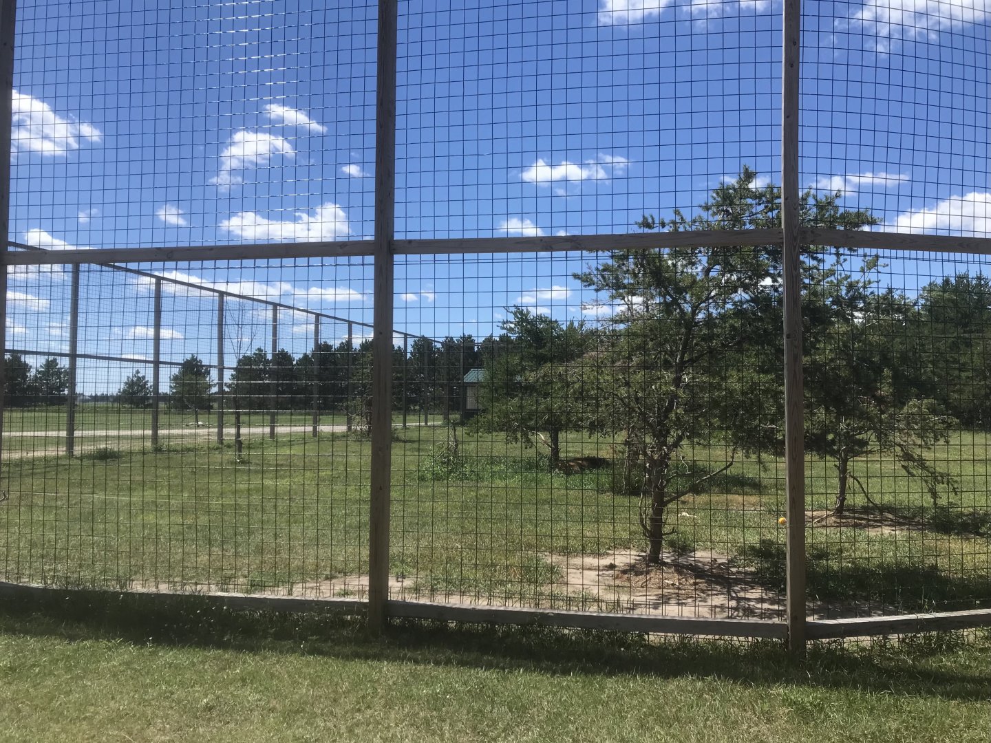 Safari Train Expedition - African Lion Exhibit
