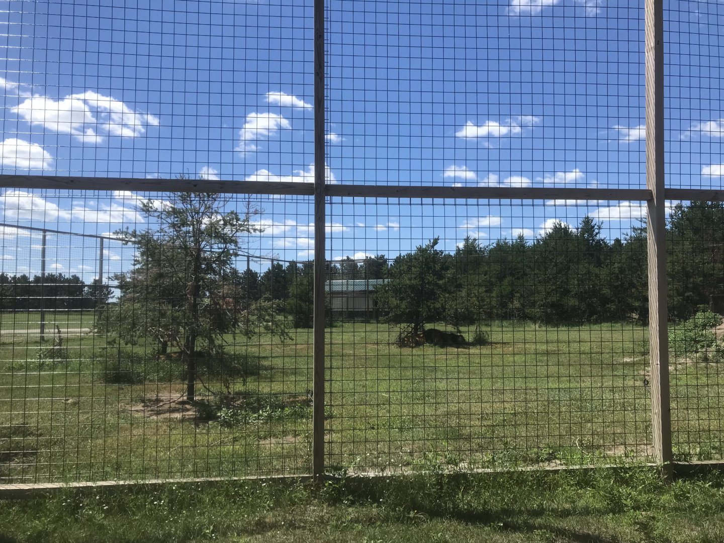 Safari Train Expedition - African Lion Exhibit