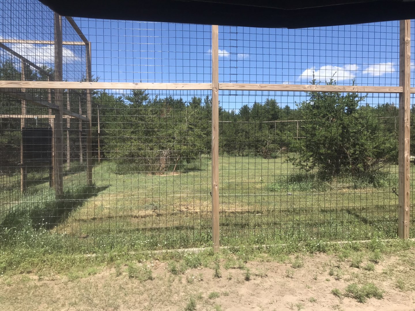 Safari Train Expedition - African Lion Exhibit