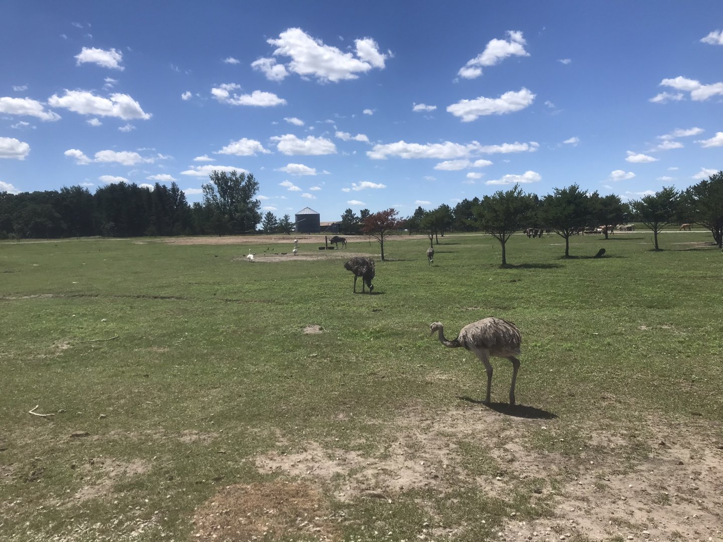 Safari Train Expedition - Mixed Savanna