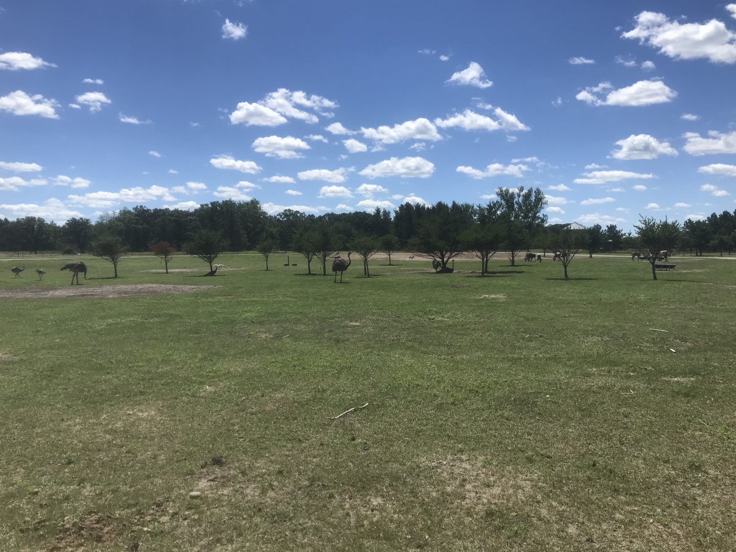 Safari Train Expedition - Mixed Savanna