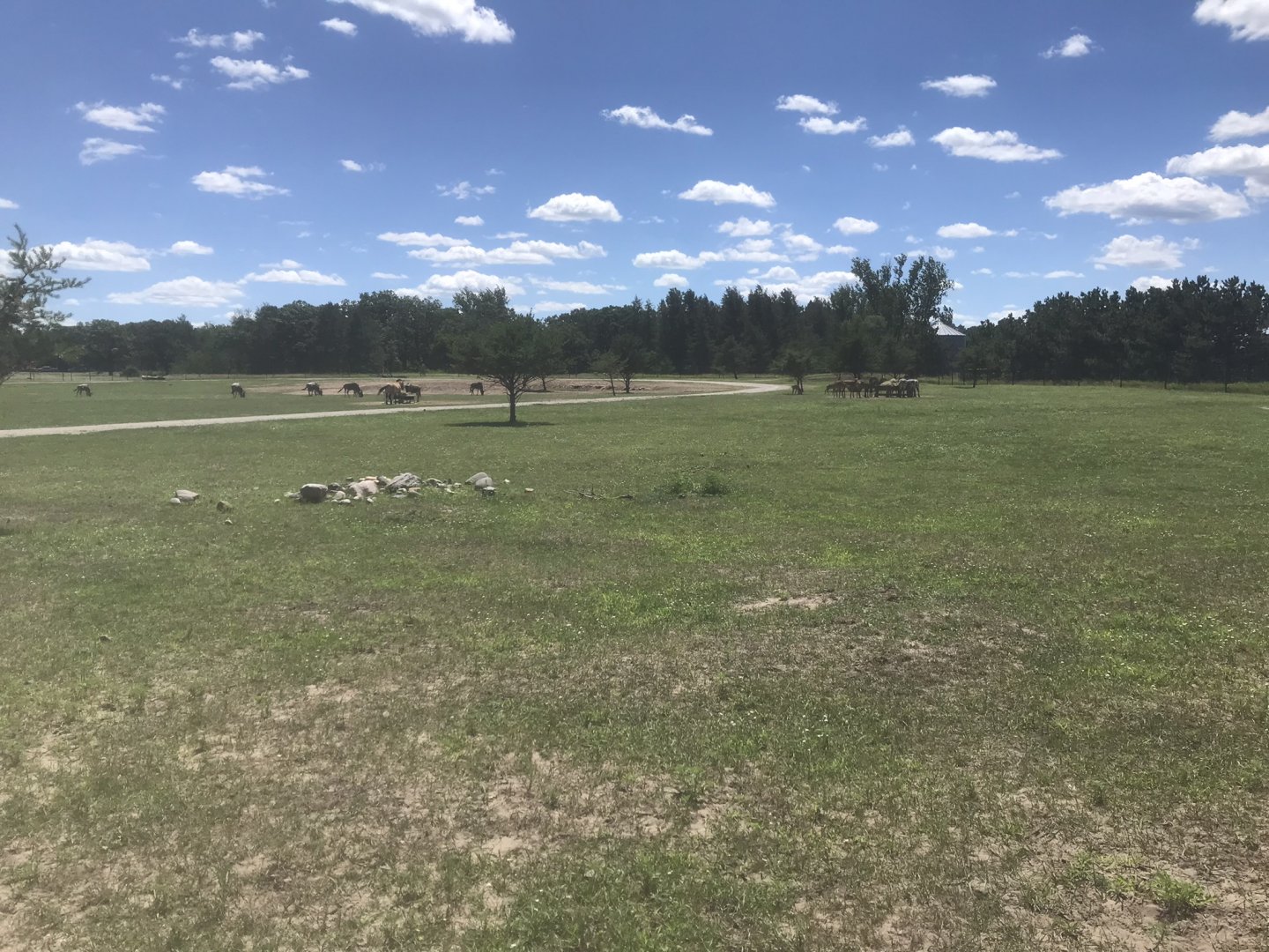 Safari Train Expedition - Mixed Savanna