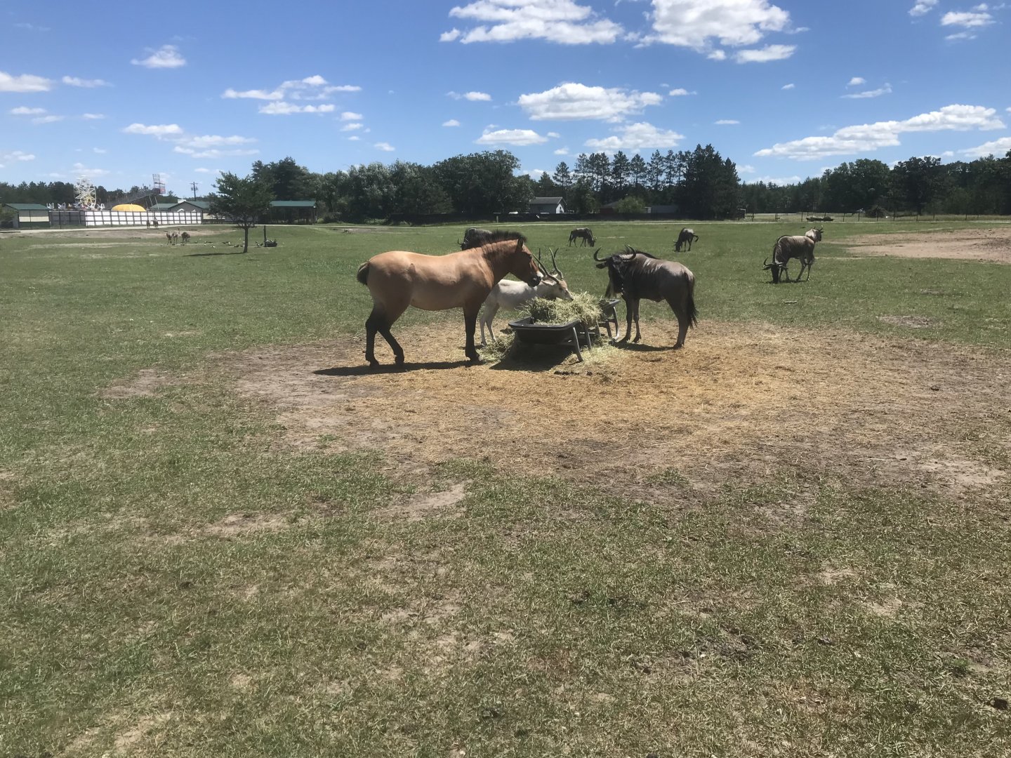 Safari Train Expedition - Przewalski’s Horse, Addax, and Blue Wildebeest