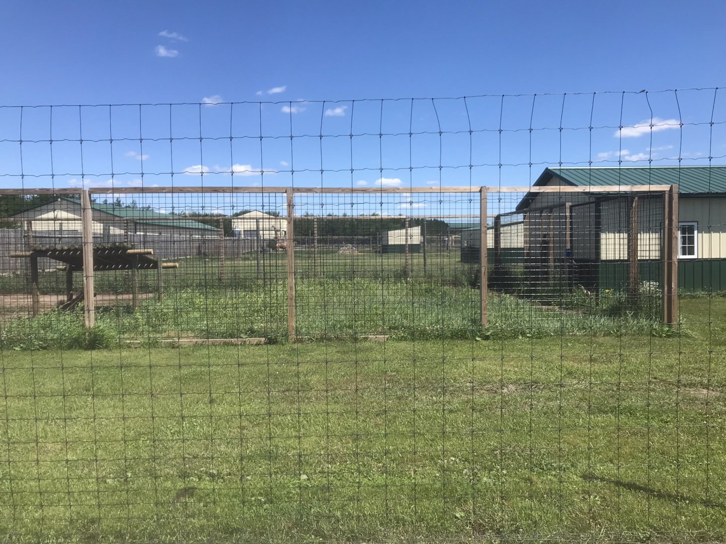 Safari Train Expedition - Spotted Hyena/Striped Hyena(?)