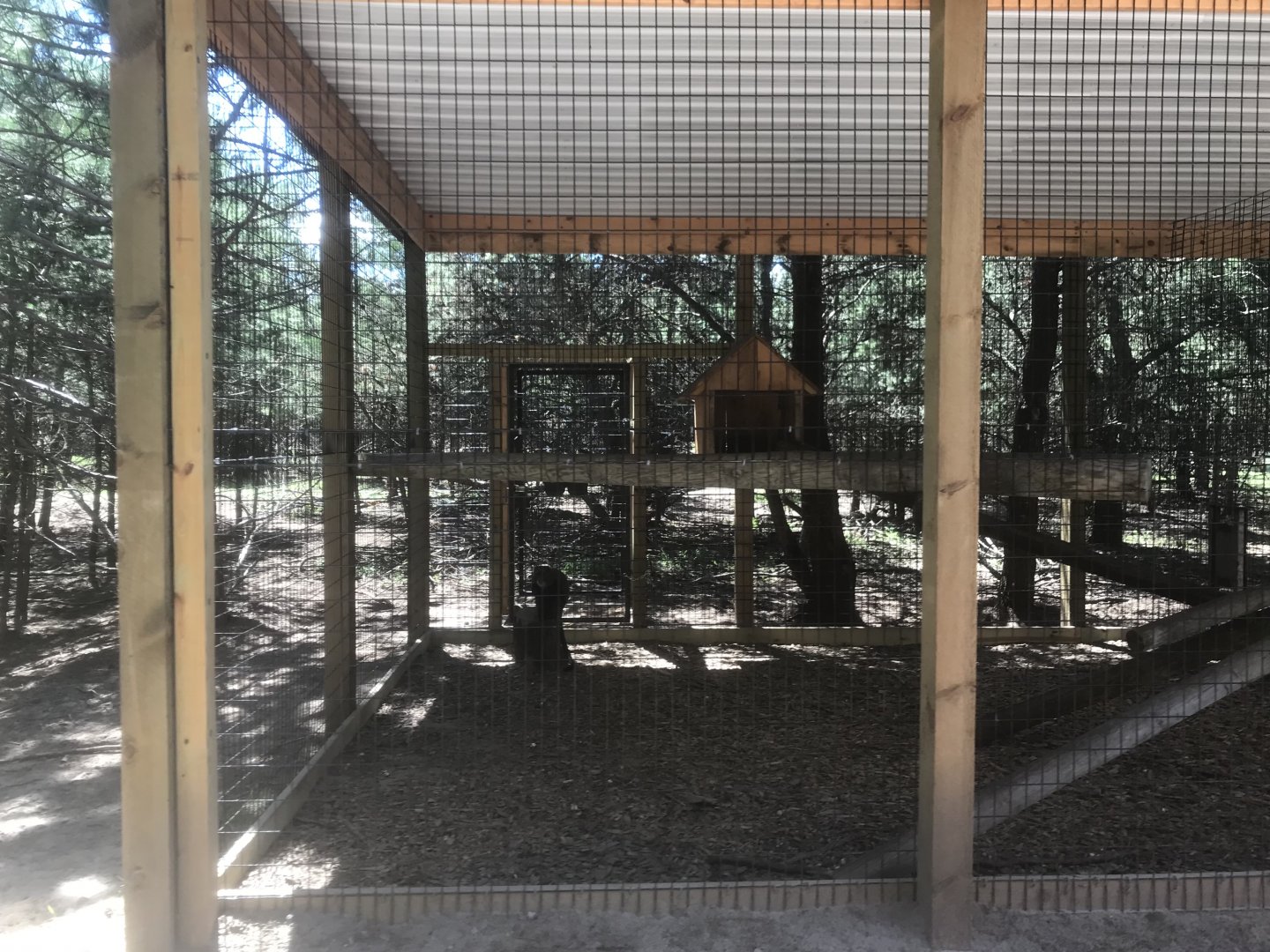 Safari Train Expedition- Stuhlmann’s Blue Monkey Exhibit