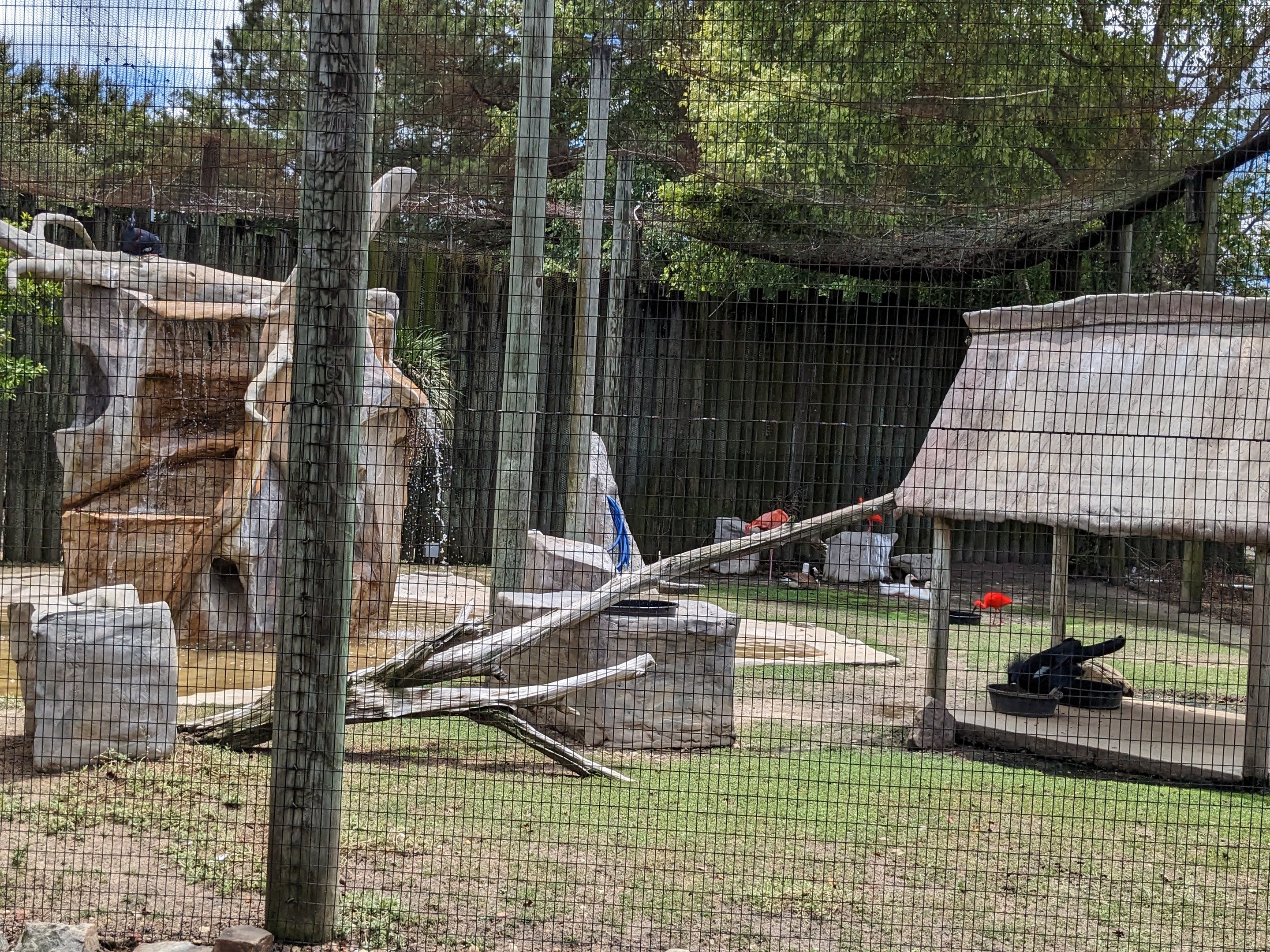 Safari Train - flamingo aviary