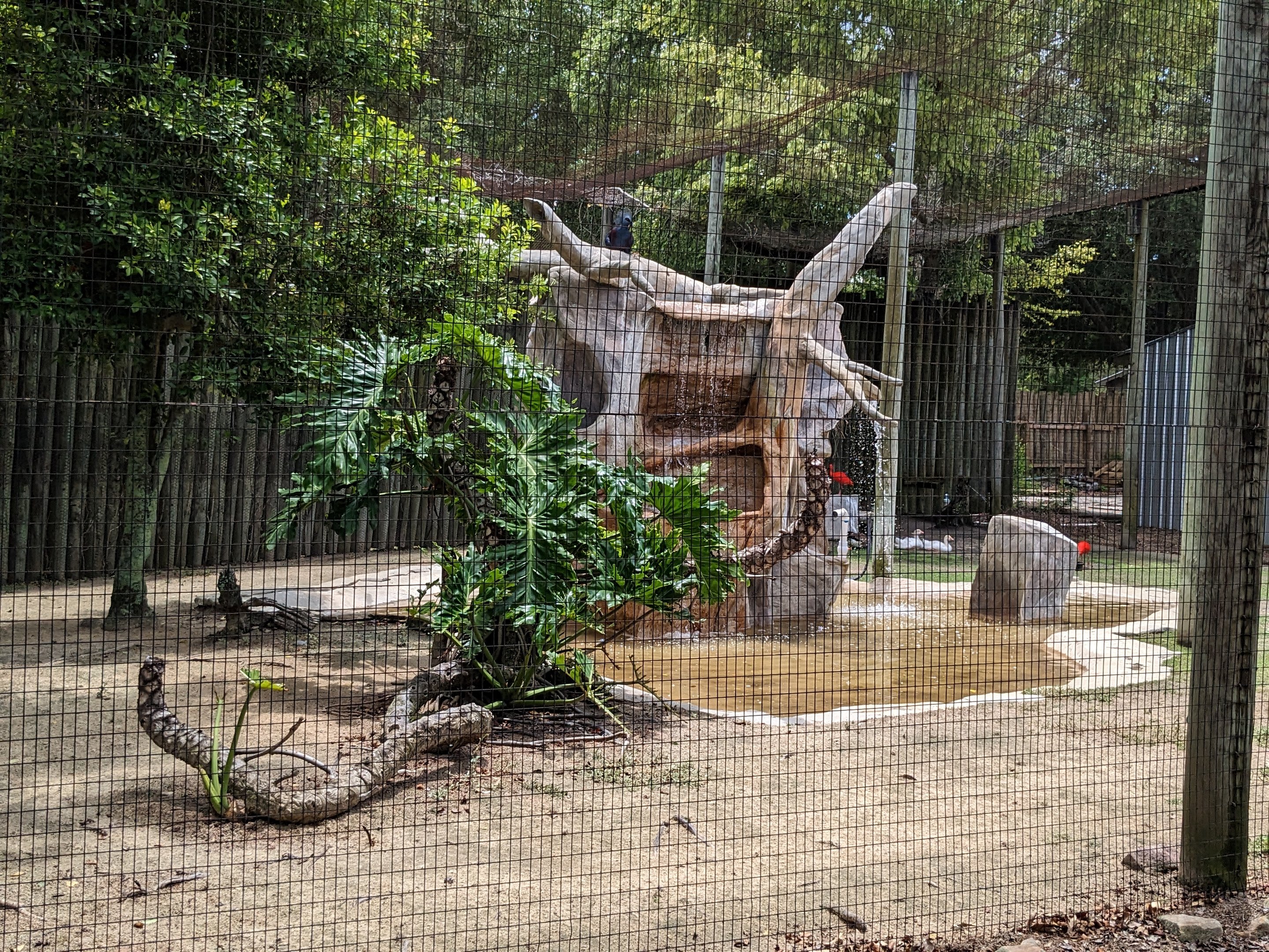 Safari Train - flamingo aviary