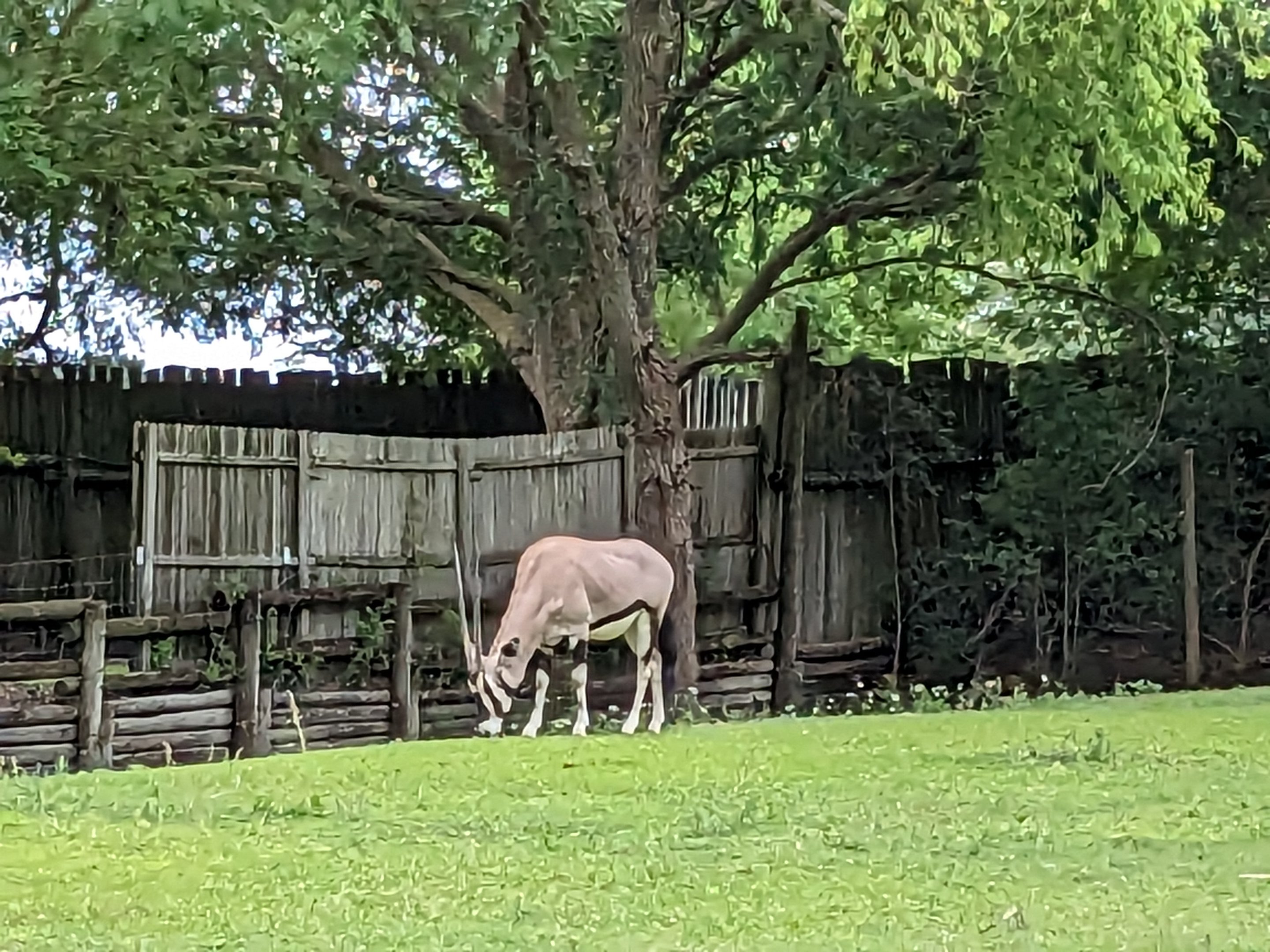 Safari Train - Gemsbok