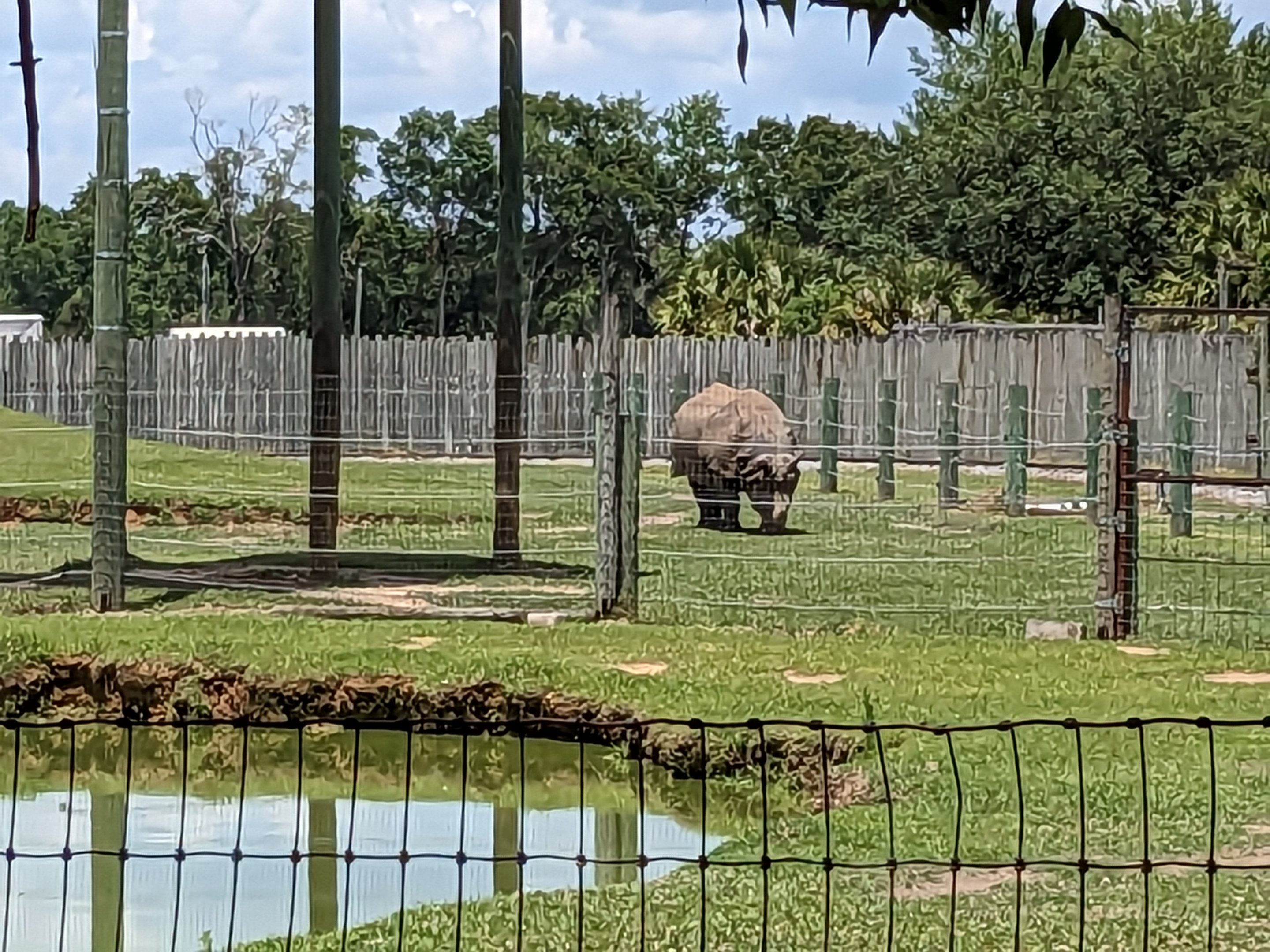 Safari Train - Indian rhino