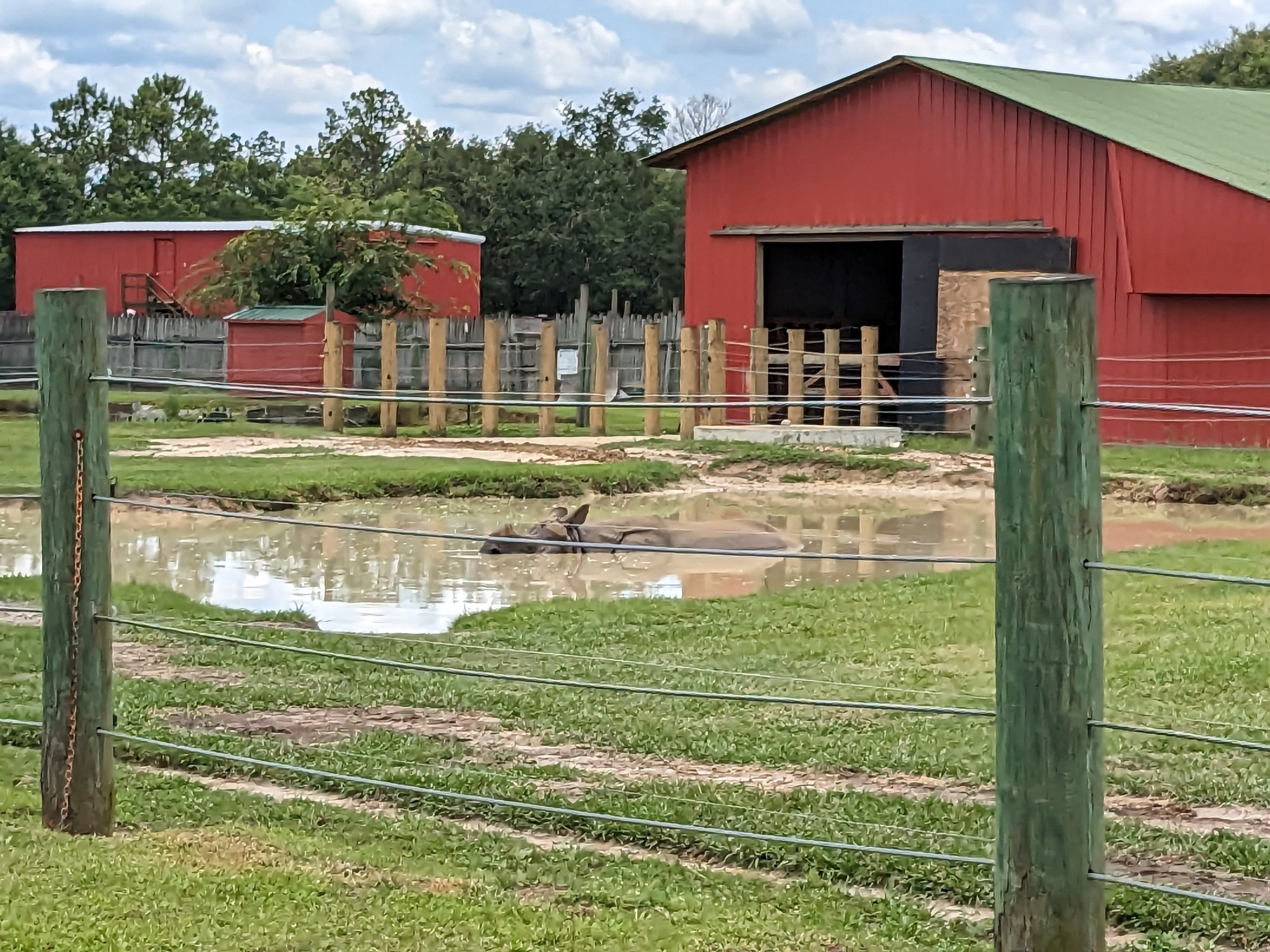 Safari Train - Indian rhino