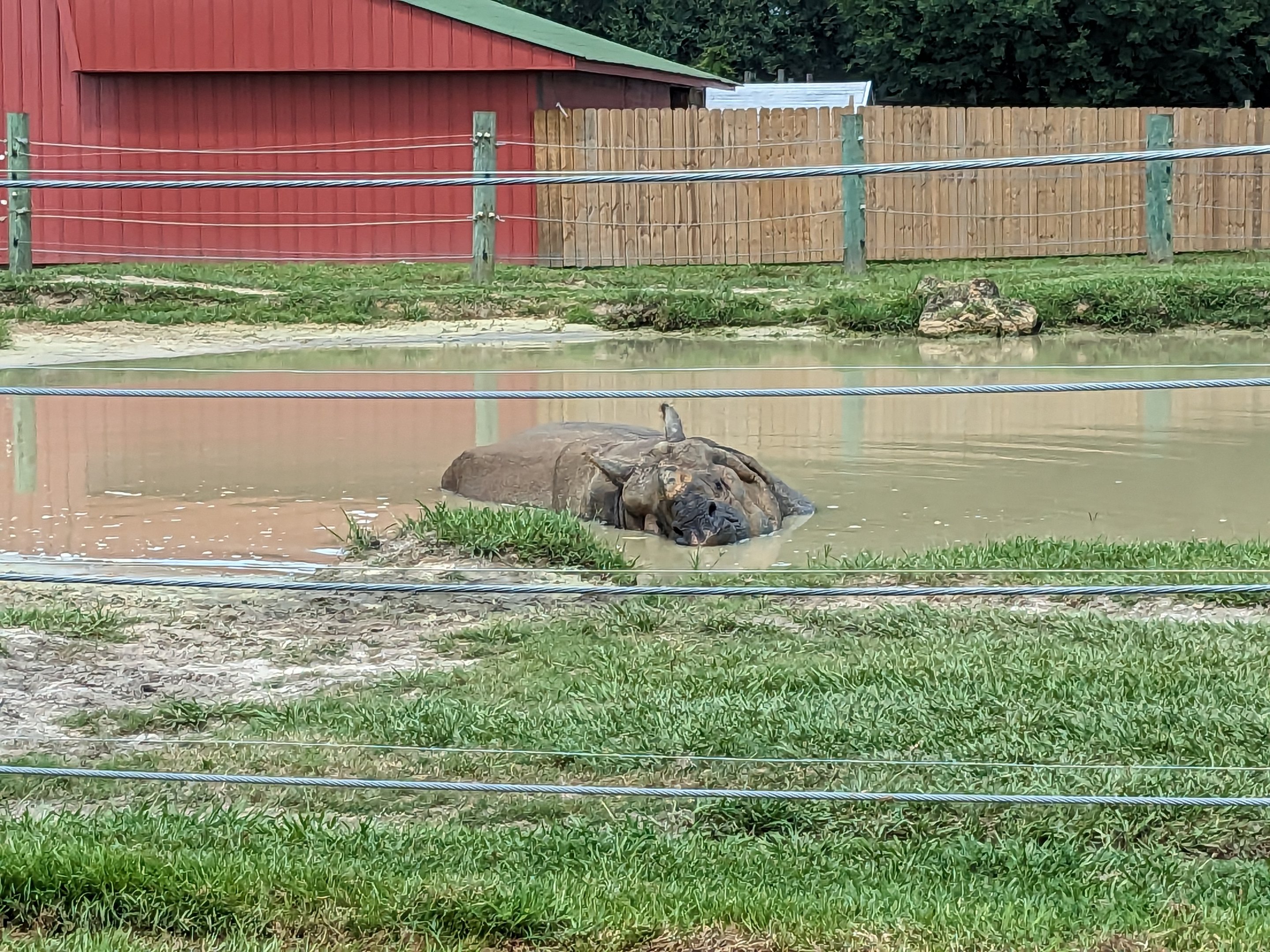 Safari Train - Indian rhino