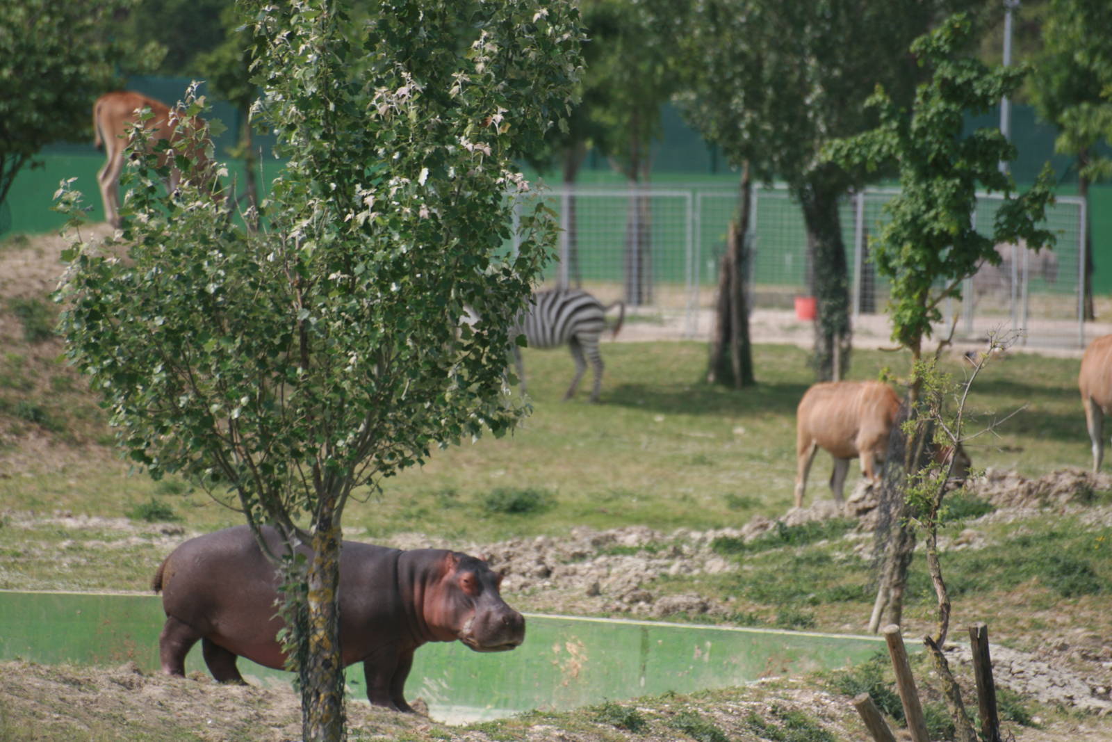 Safari view from the walking area