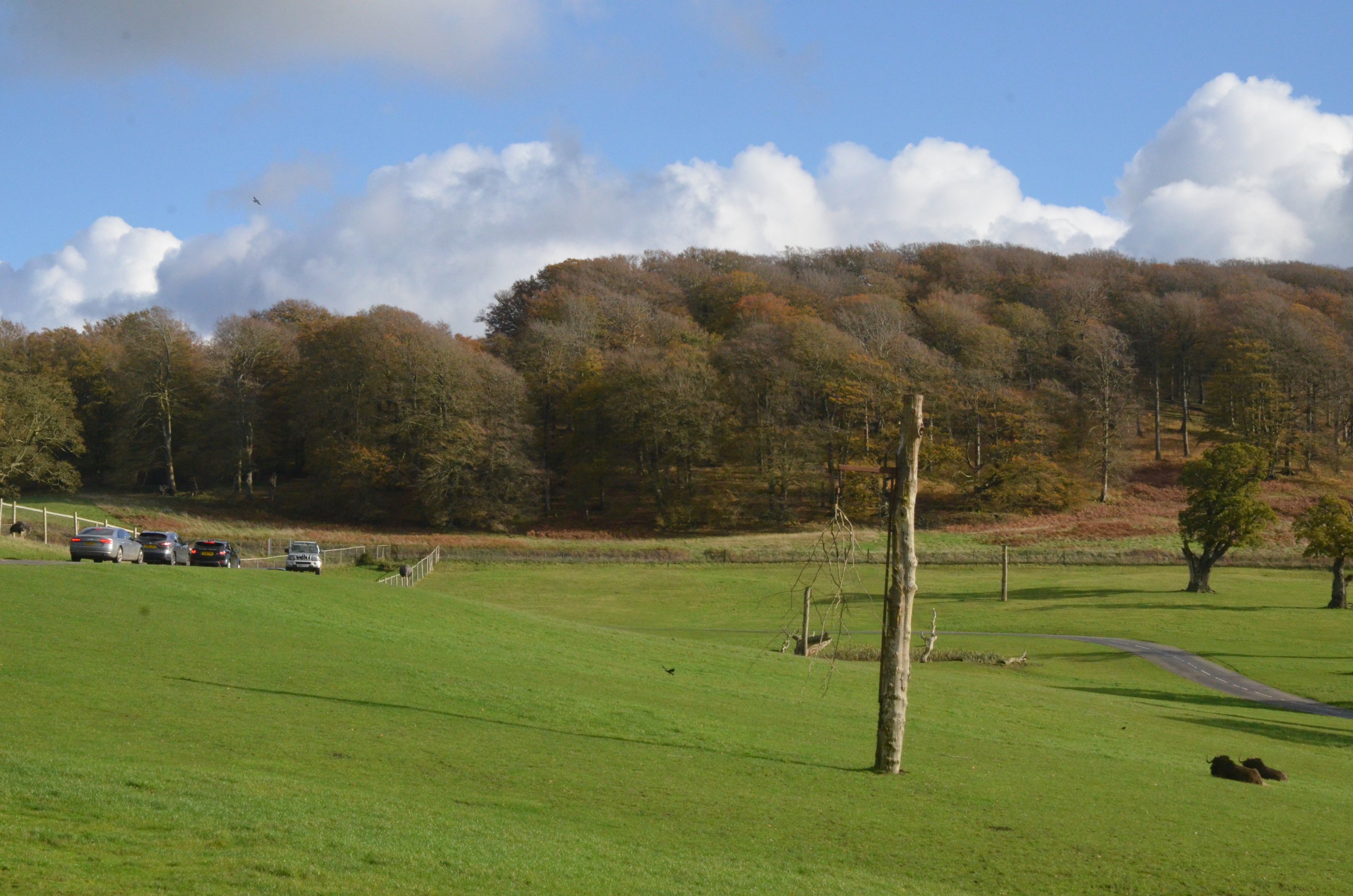 Safari View with Black Wildebeest at Longleat, 03/11/19