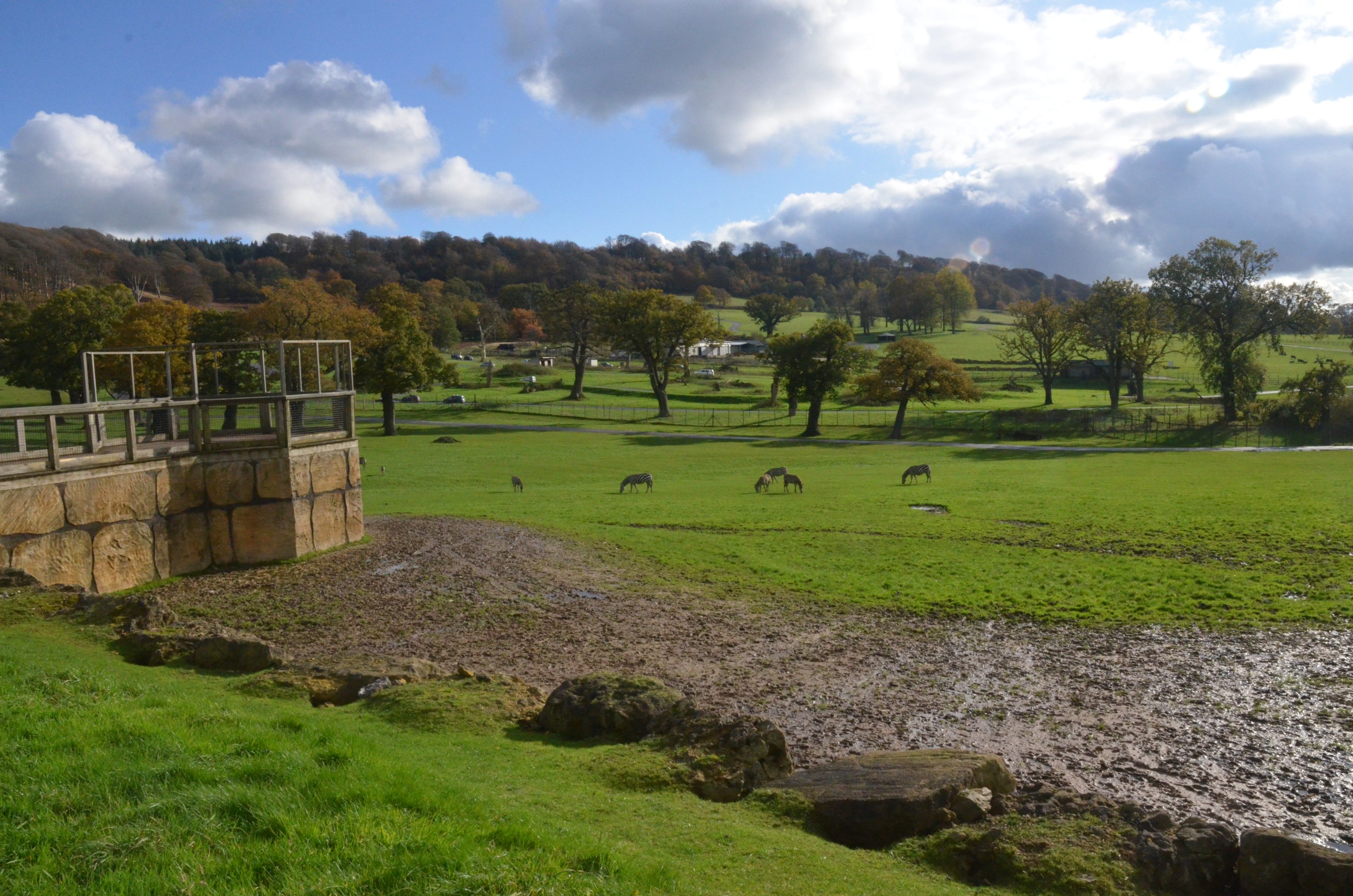 Safari View with Grant's Zebra at Longleat, 03/11/19