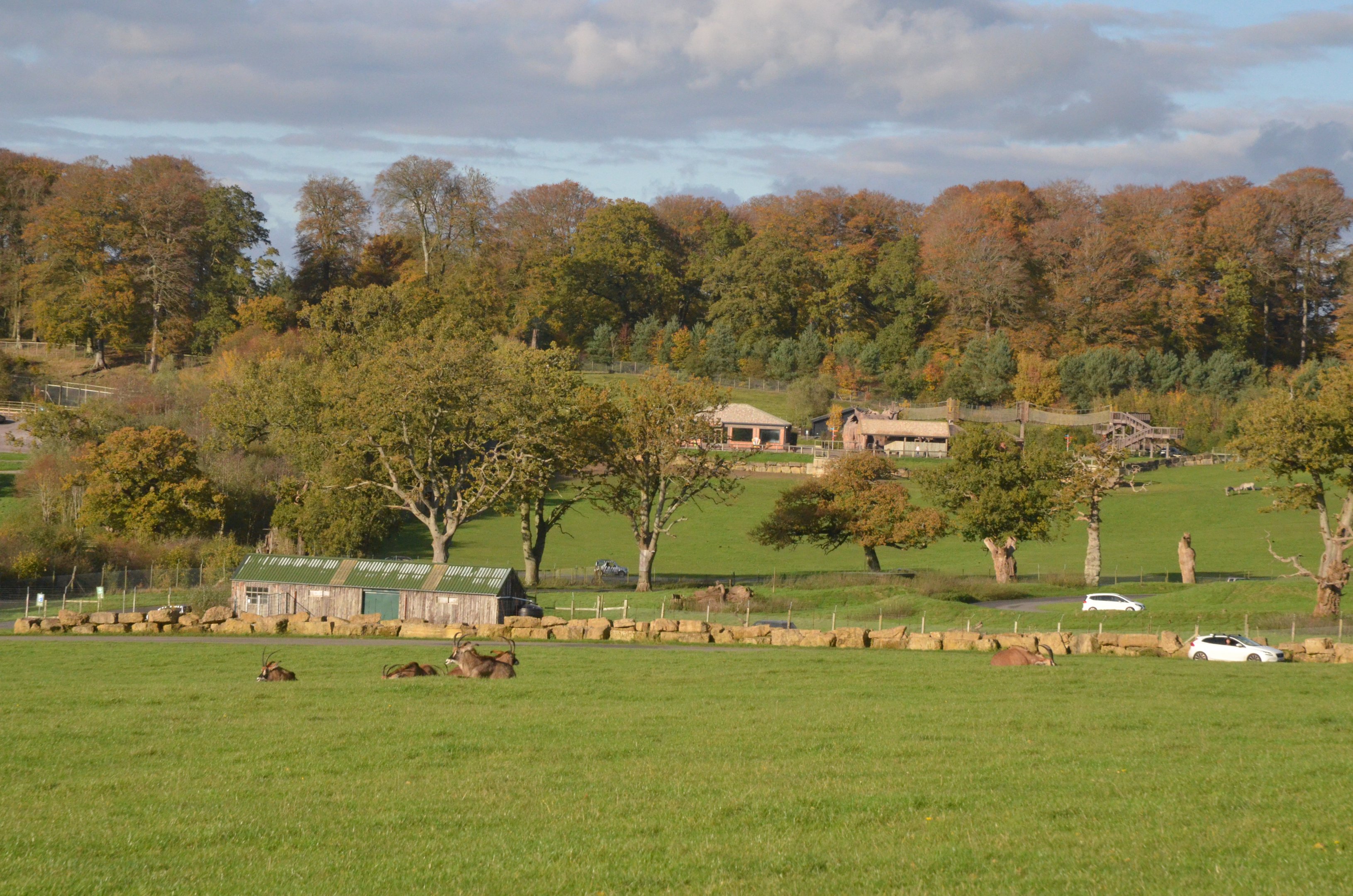Safari View with Roan at Longleat, 03/11/19