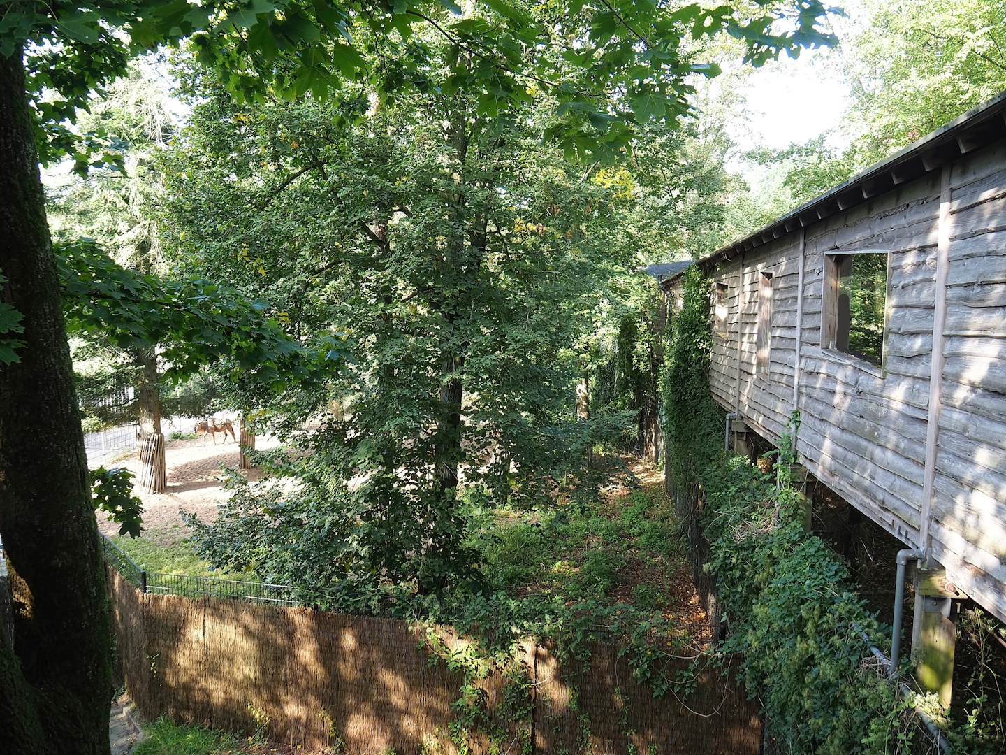 Safari viewing bridge and separation paddock with Eastern white-bearded wildebeest, 2023-10-07