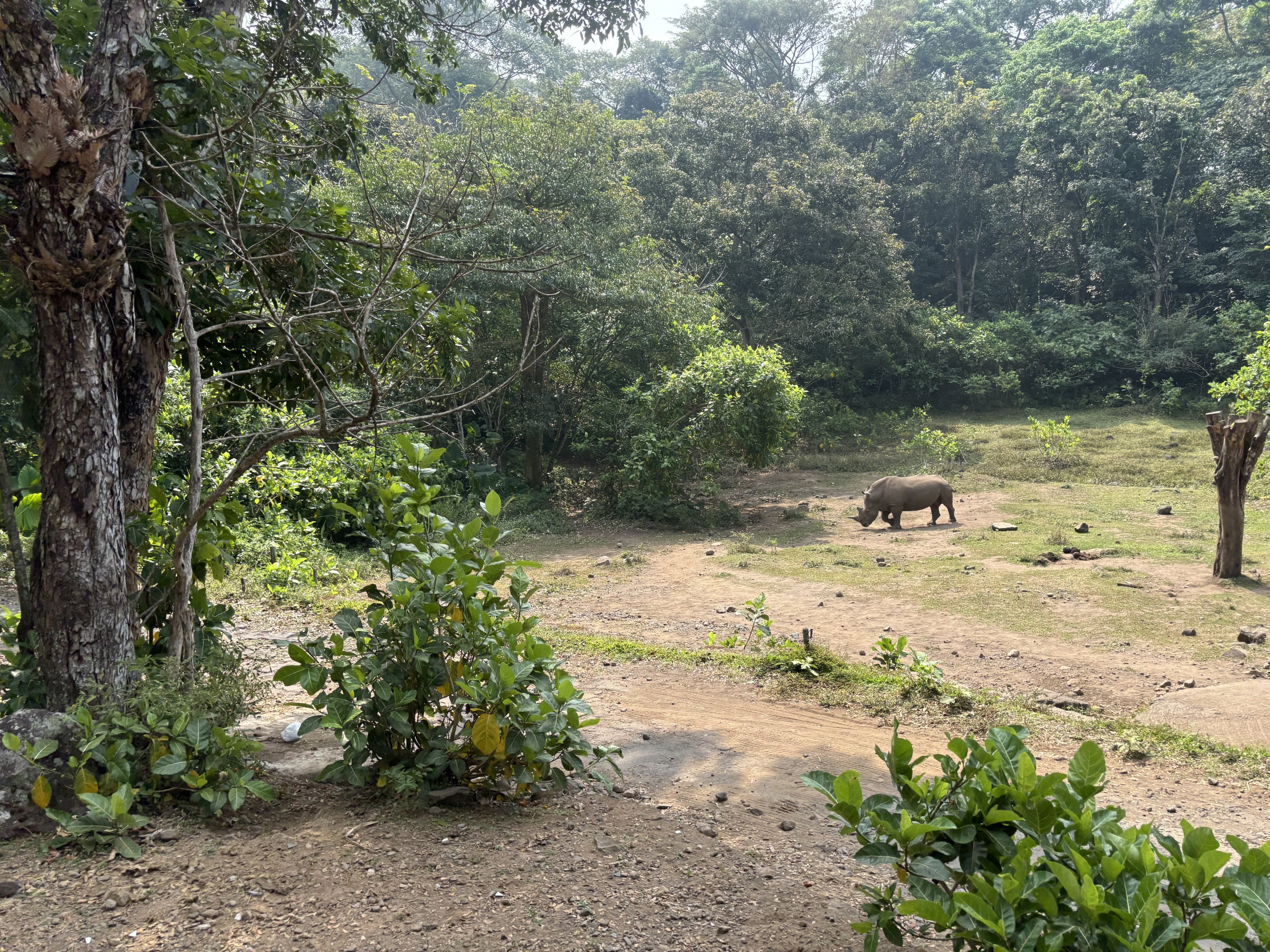 Safari - White Rhino Exhibit