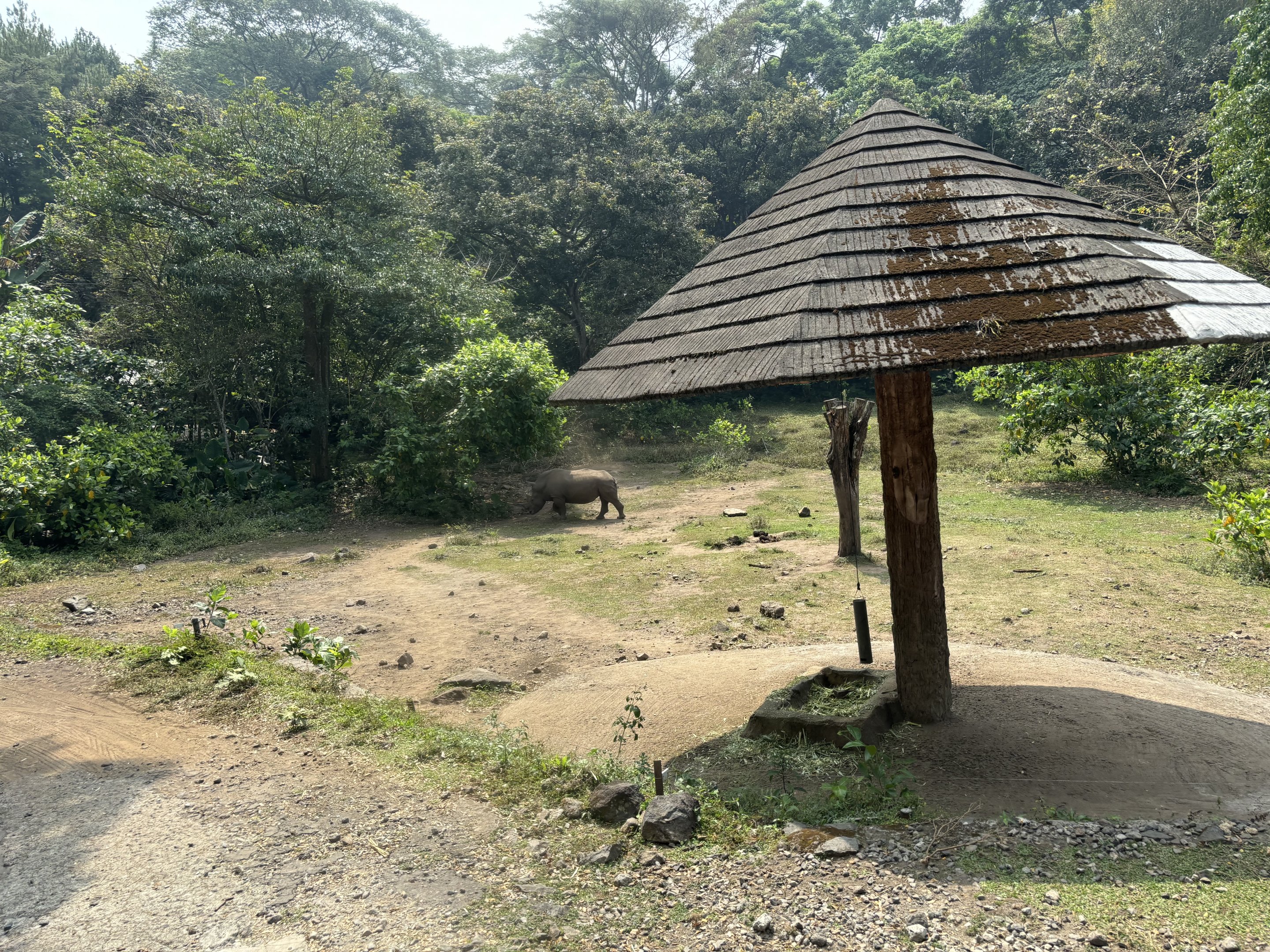 Safari - White Rhino Exhibit