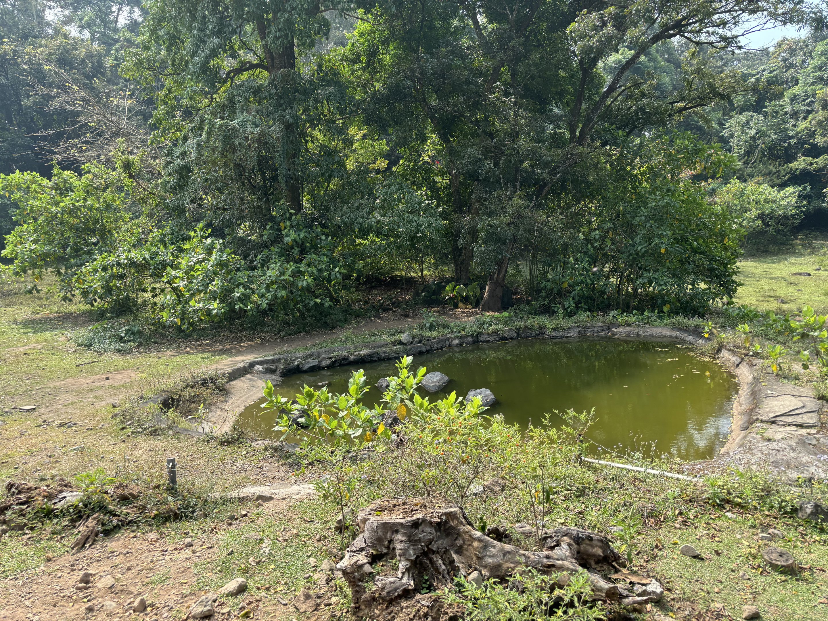 Safari - White Rhino Exhibit