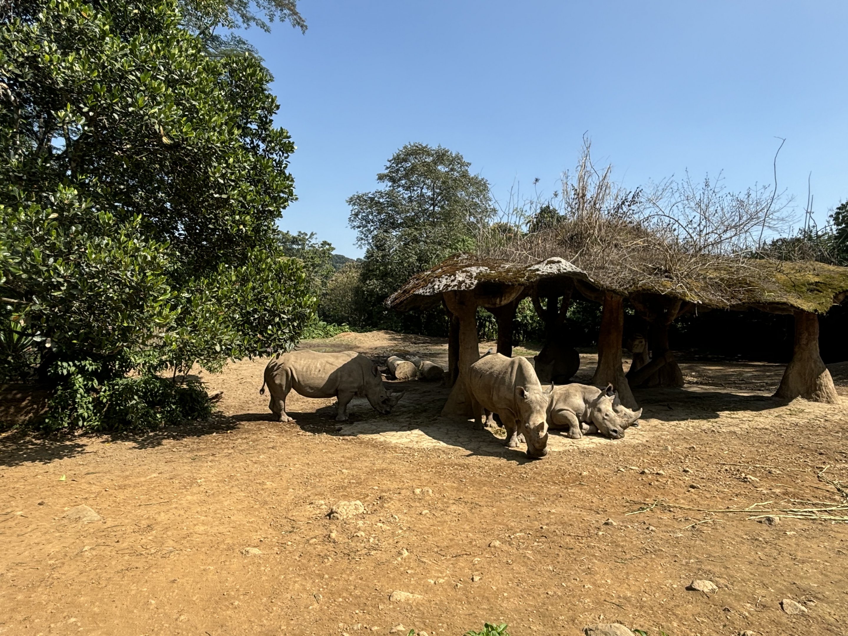 Safari - White Rhino Exhibit