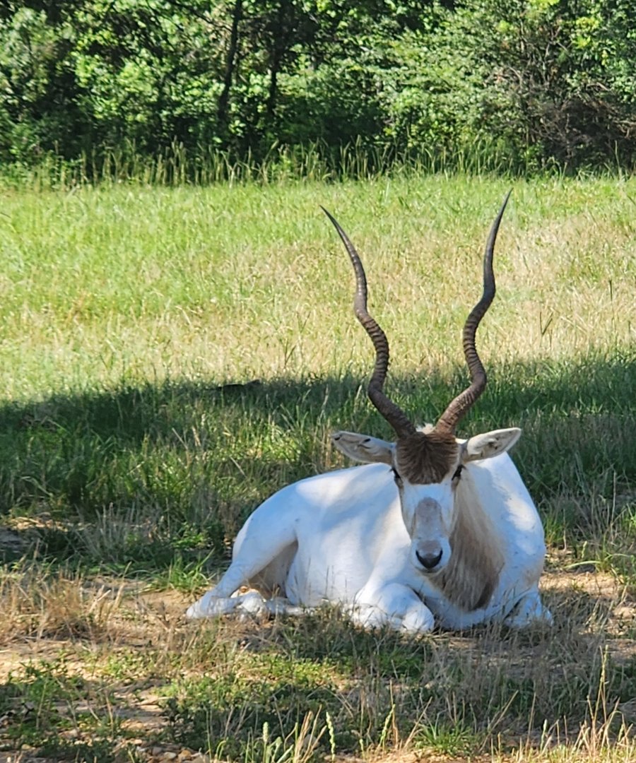 Safari Wild Animal Park - Addax