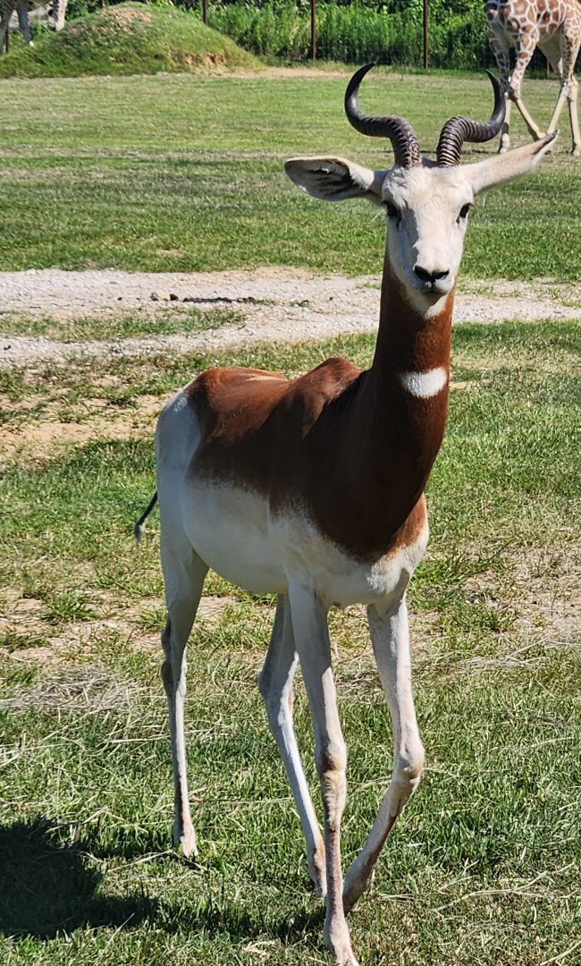Safari Wild Animal Park - Addra Gazelle