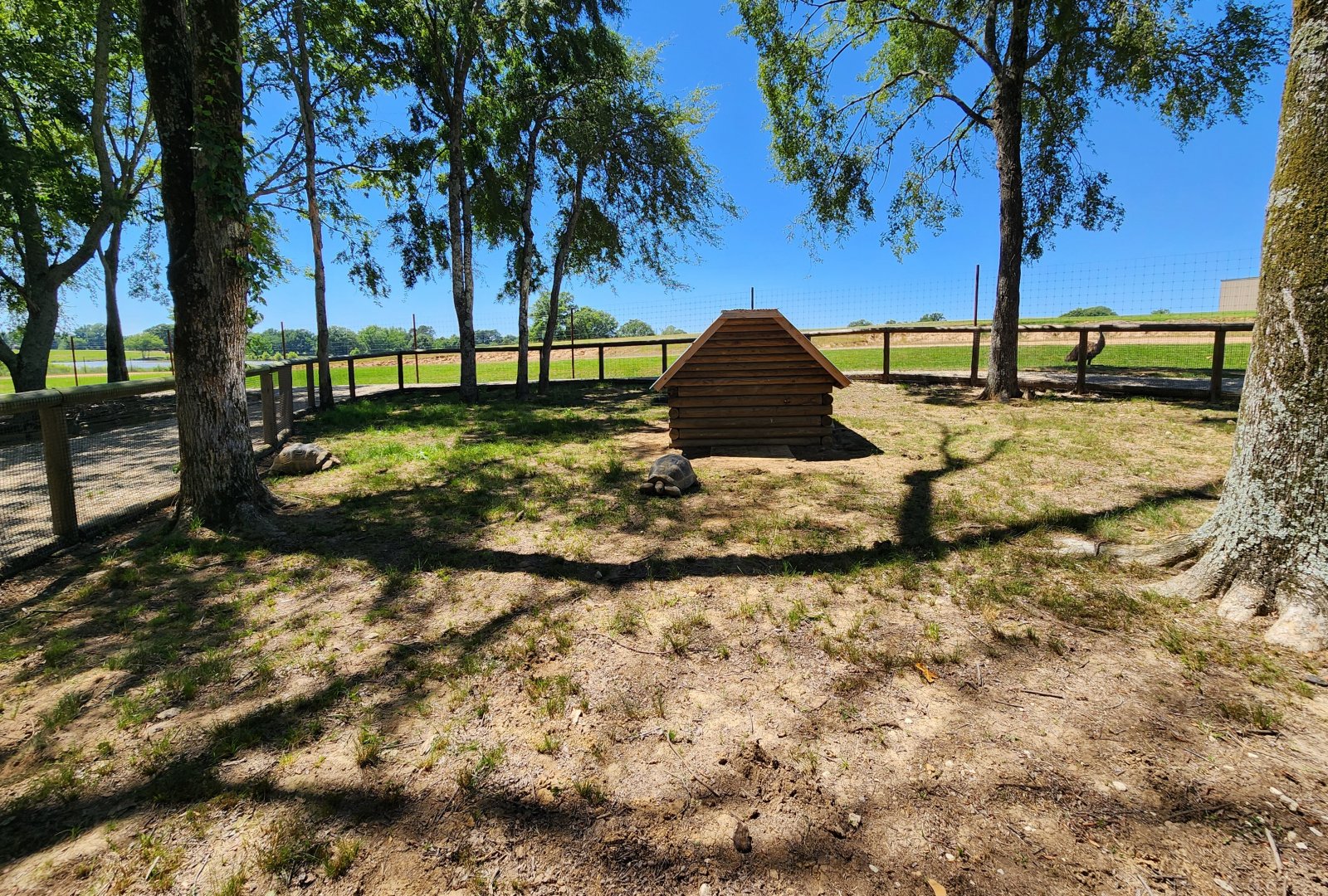 Safari Wild Animal Park - Aldabra Giant Tortoise yard