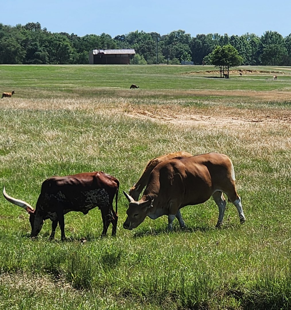 Safari Wild Animal Park - Banteng and Ankole-watusi