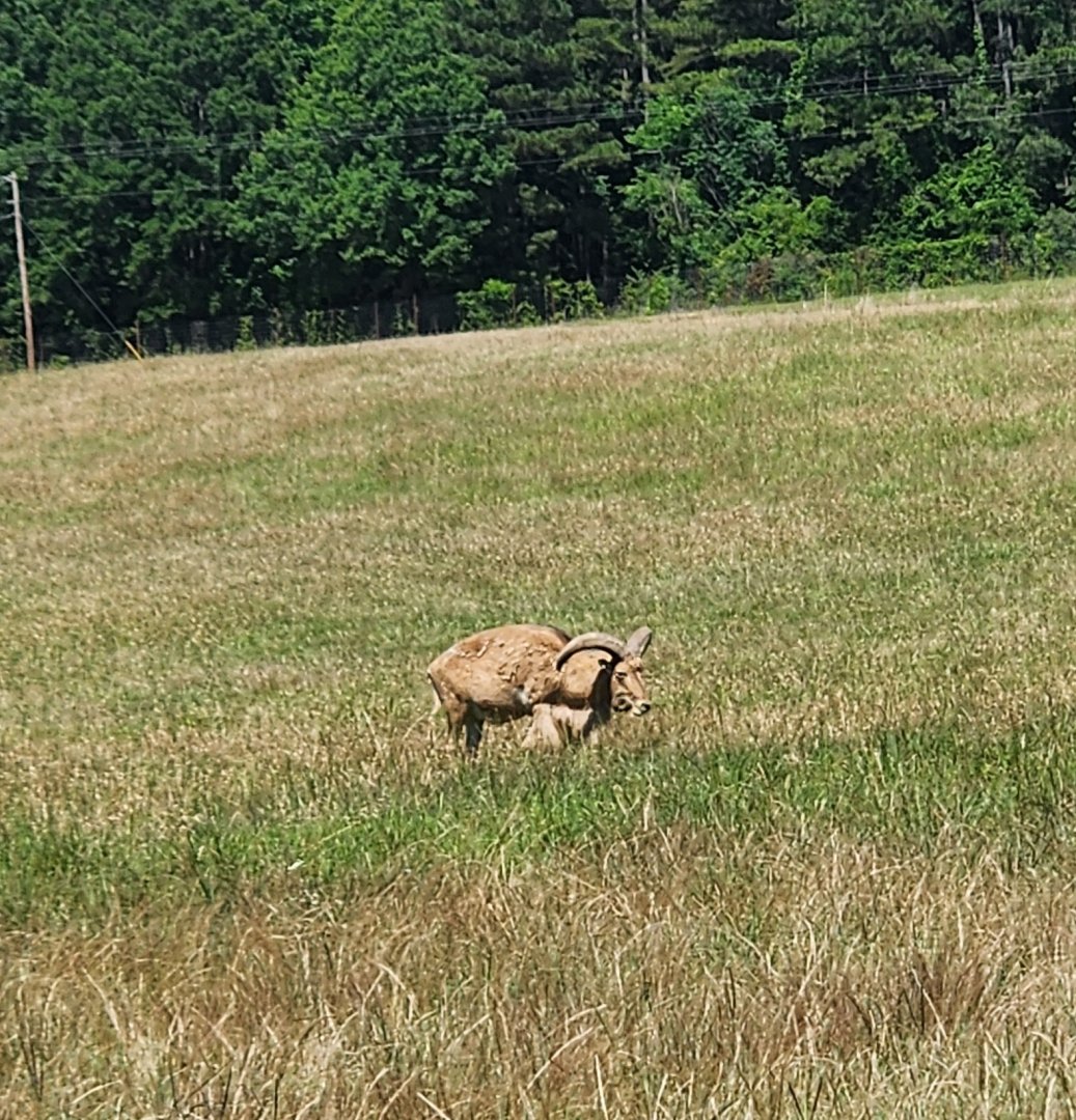 Safari Wild Animal Park - Barbary Sheep