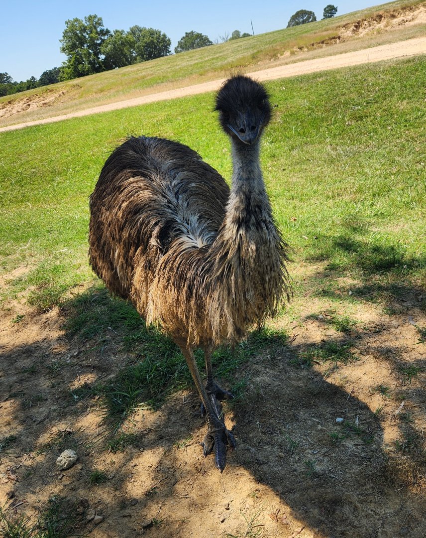Safari Wild Animal Park - Emu