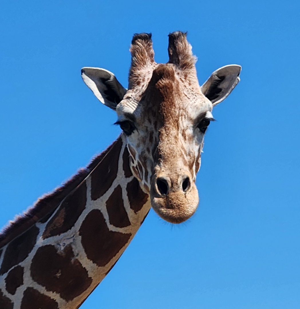Safari Wild Animal Park - Giraffe