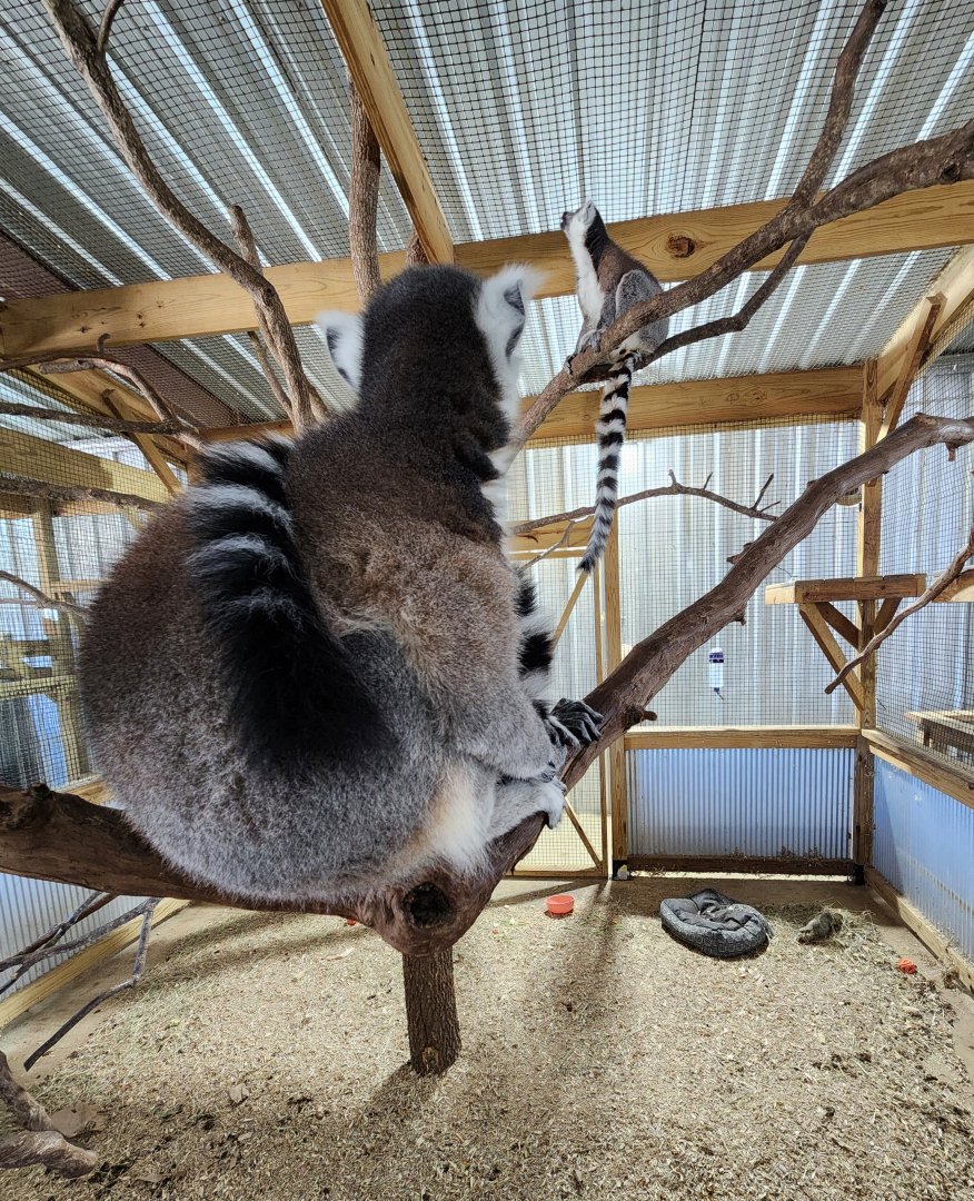 Safari Wild Animal Park - Lemur enclosure