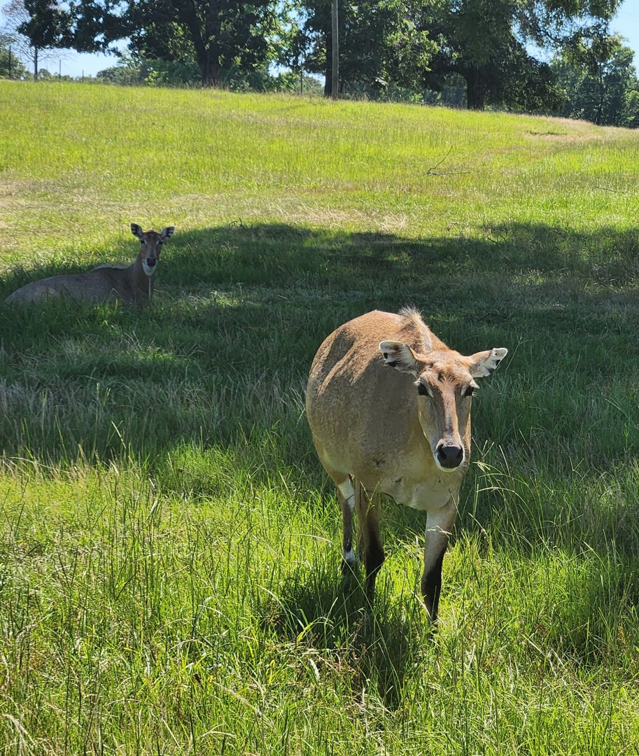 Safari Wild Animal Park - Nilgai