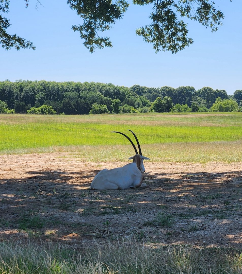 Safari Wild Animal Park - Oryx resting under shade